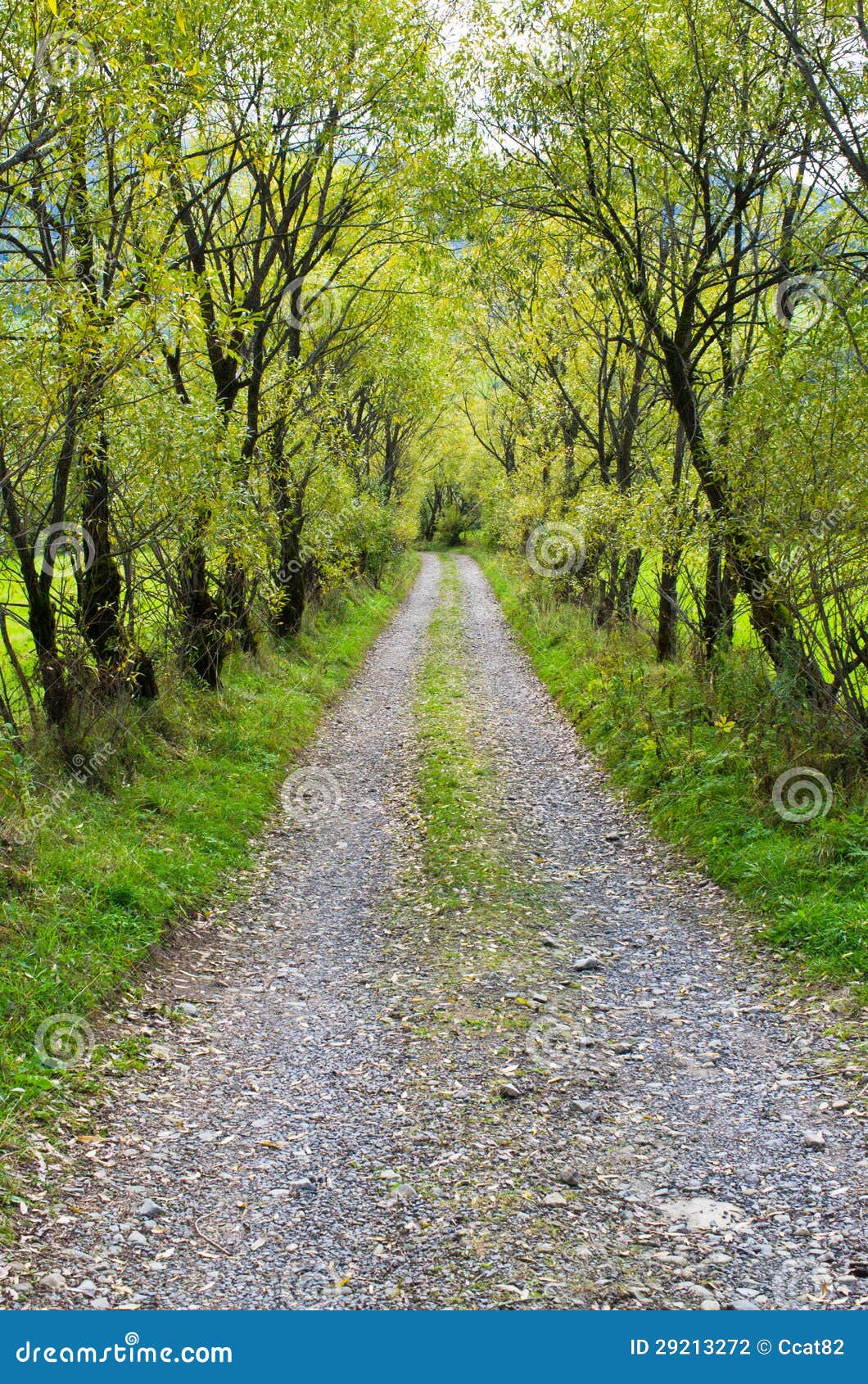 Country road with willows stock photo. Image of passage 29213272