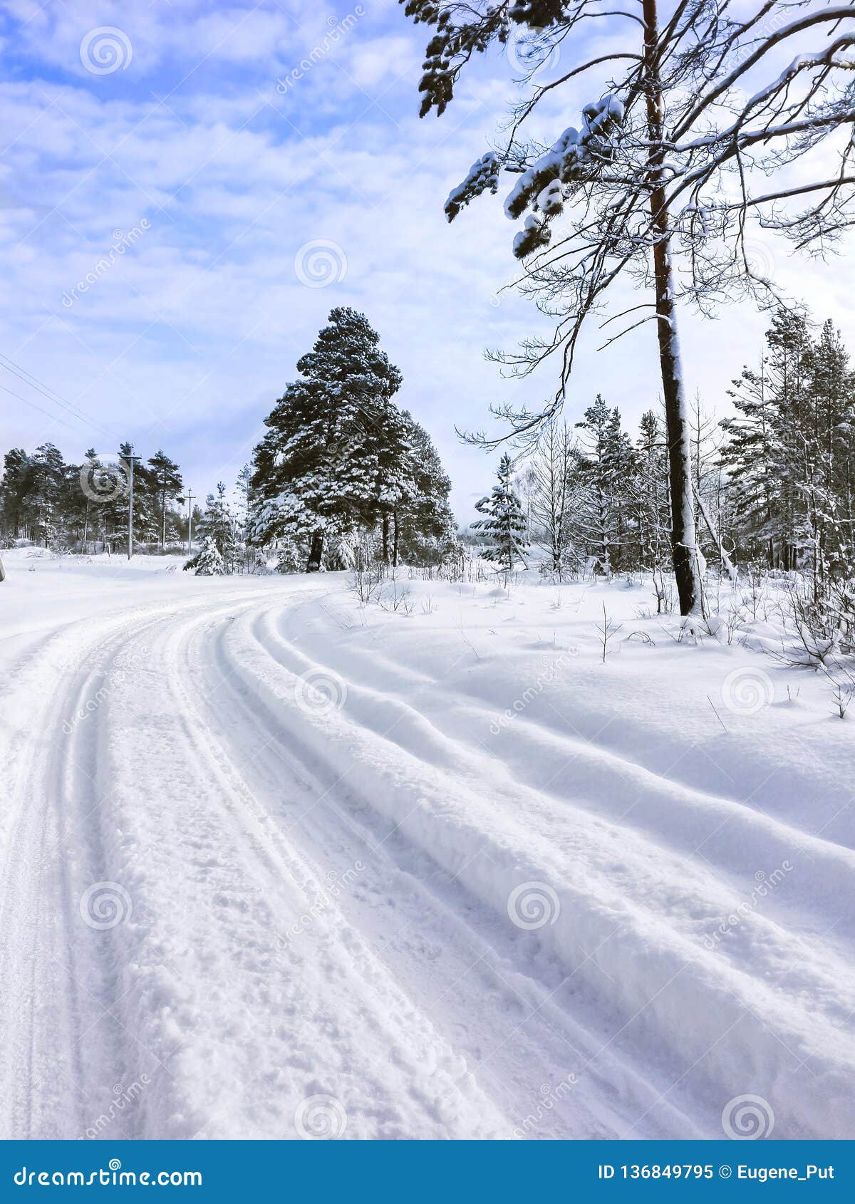 Country Road Winding In Deep Snow Through The Forest On A Chilly Winter Day. Altai Mountains