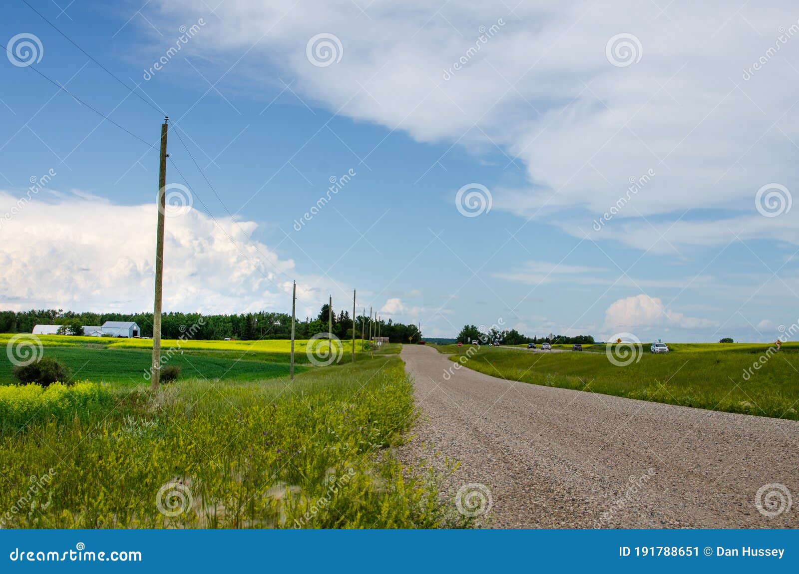 country roads and vibrant yellow canola fields in rural manitoba, canada