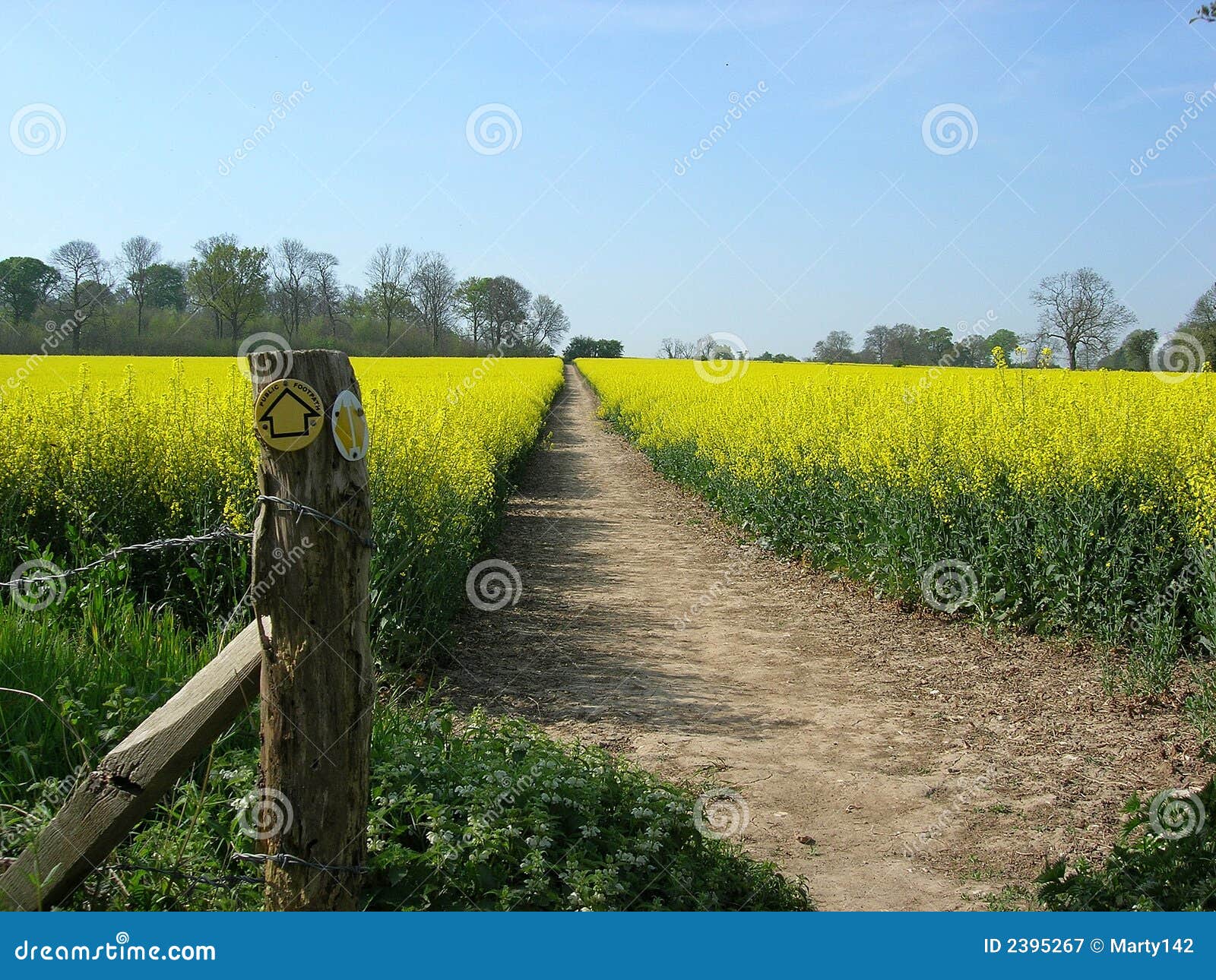 Country walks stock image. Image of walkers, walking, oilseed 2395267