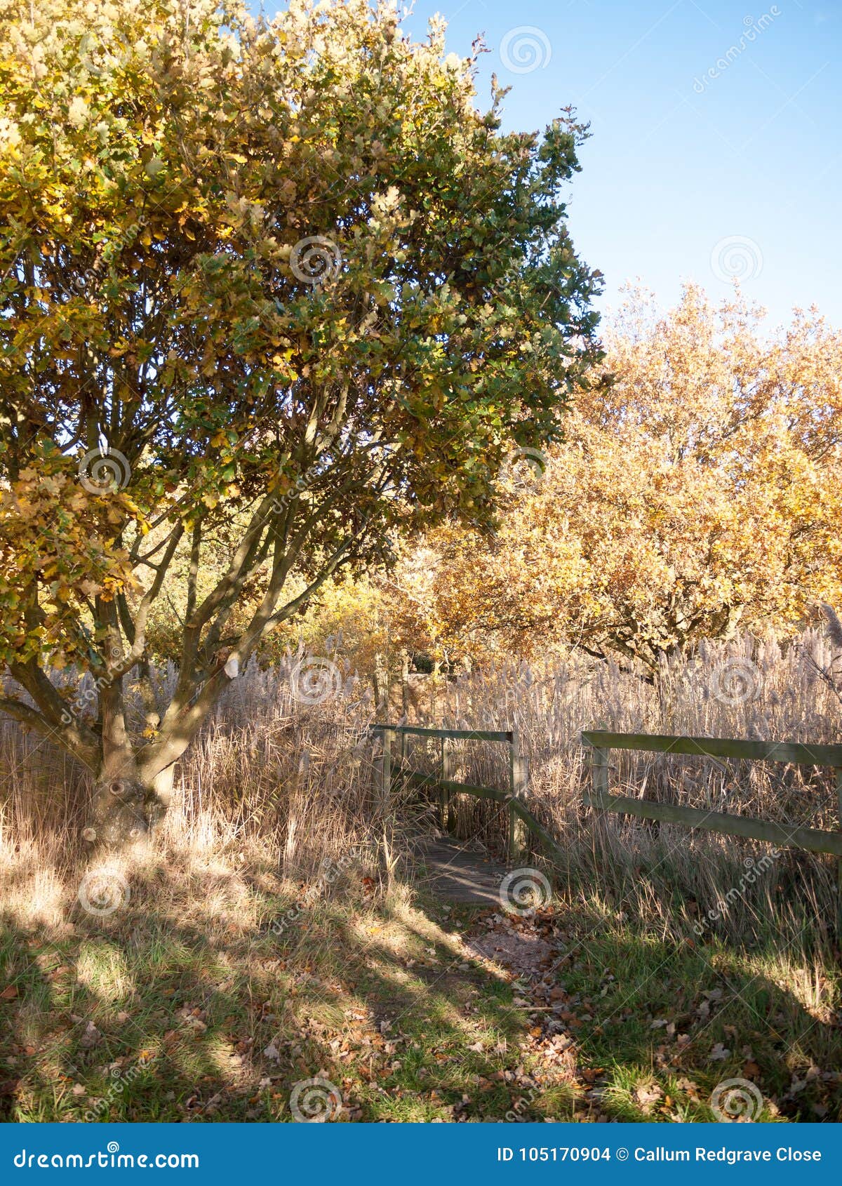 Country Wooden Reserve Walkway Path Tree Autumn Yellow Golden La Stock