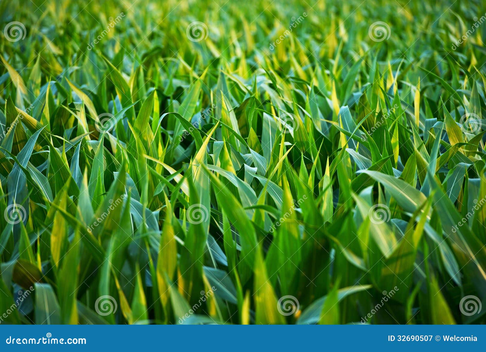 countryside corn fields