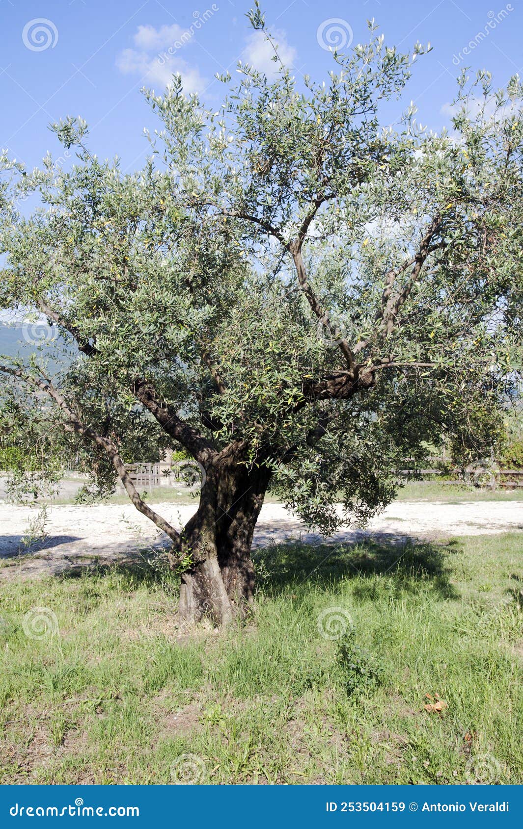 countryside: field with olive trees.