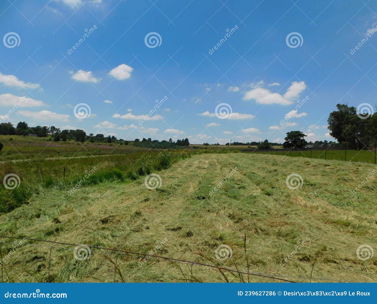 Countryside Landscape Lush Green Grass Fields Green Fenced