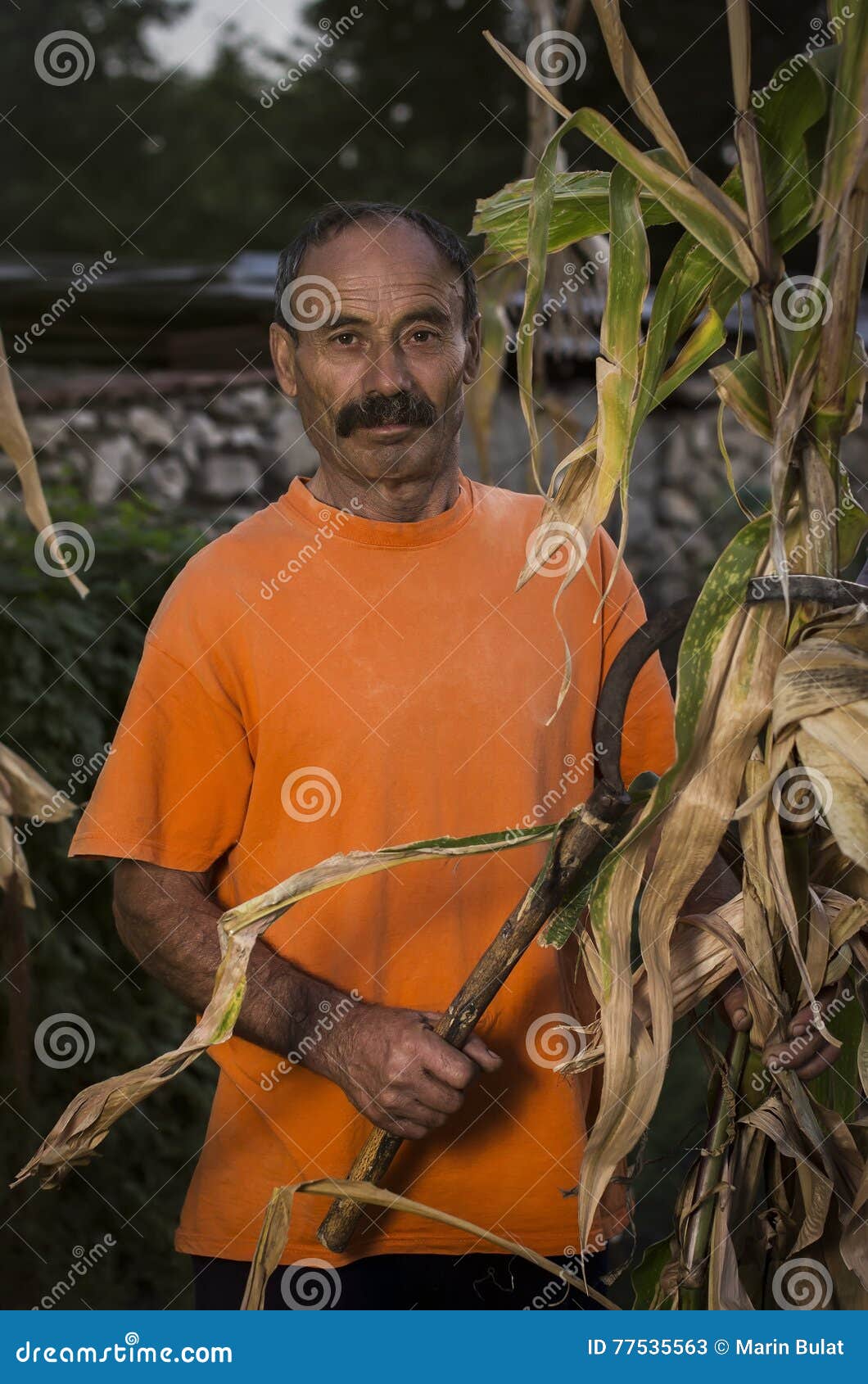 Countryside man in corn stock image. Image of aged, liny - 77535563