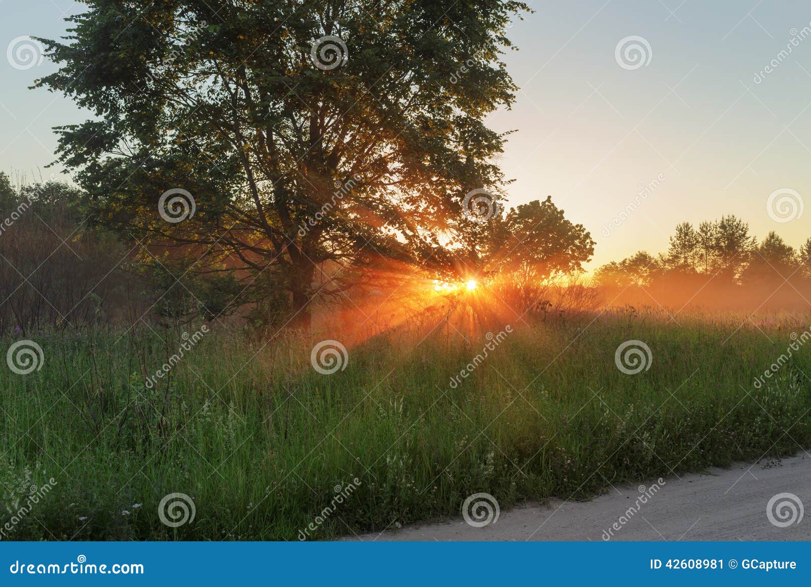 Countryside meadow in beautiful sunset, with willow tea