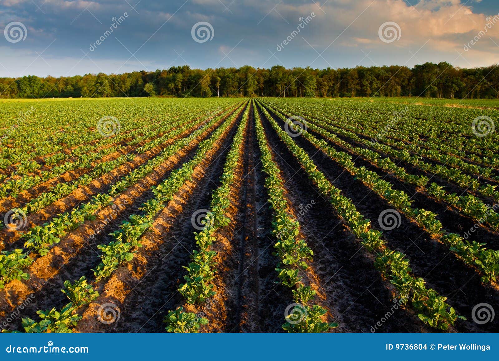 countryside with potato field