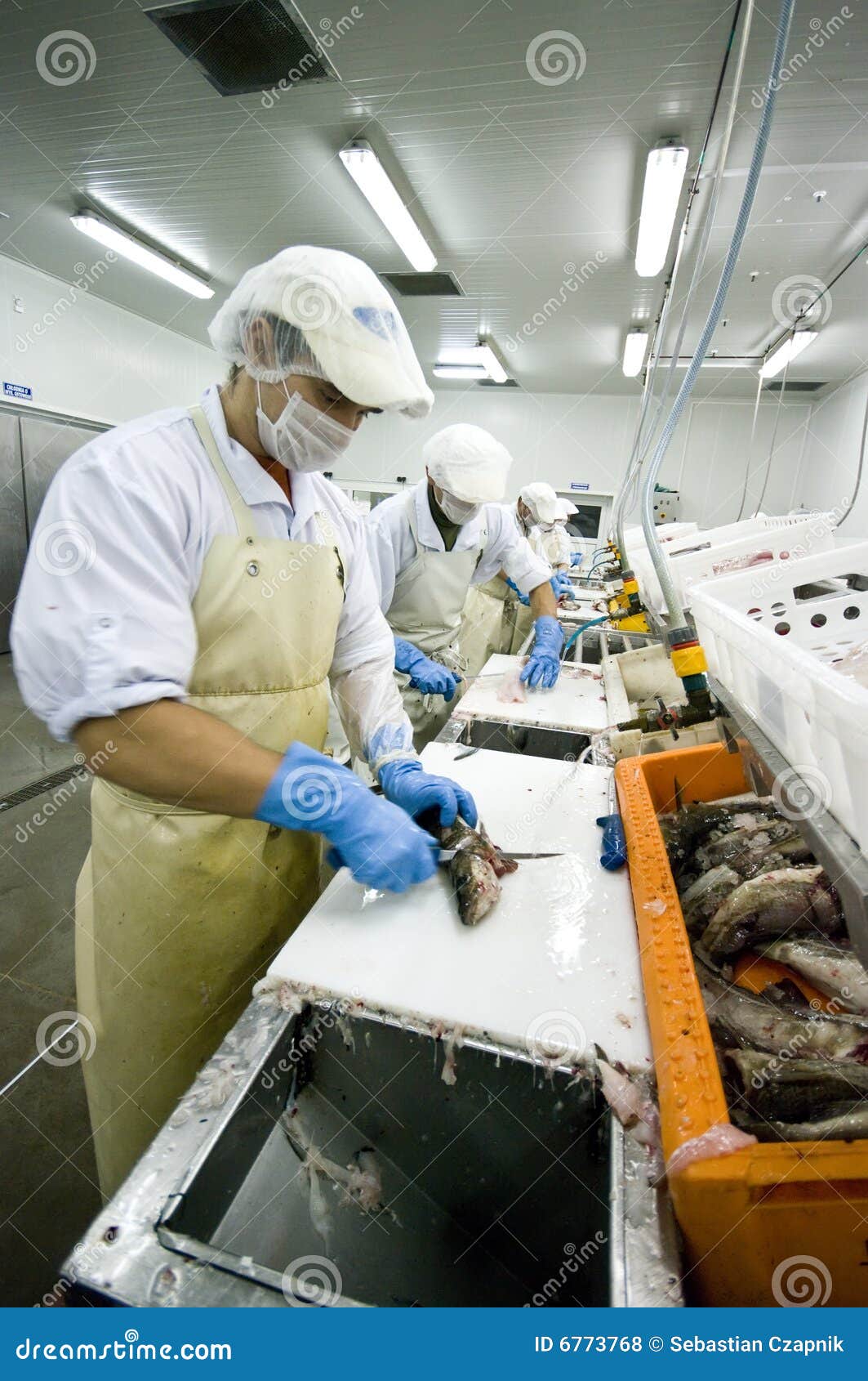 Coupeurs De Poissons Dans L'action Photo stock Image du travail, main