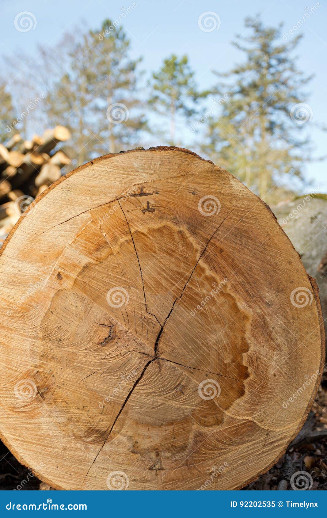 Coupez le visage d'un rondin récemment récolté de hêtre. Coupez le visage d'un identifiez-vous récemment récolté de hêtre les bois de Vienne en Autriche Tronc de coupe d'arbre et empilé