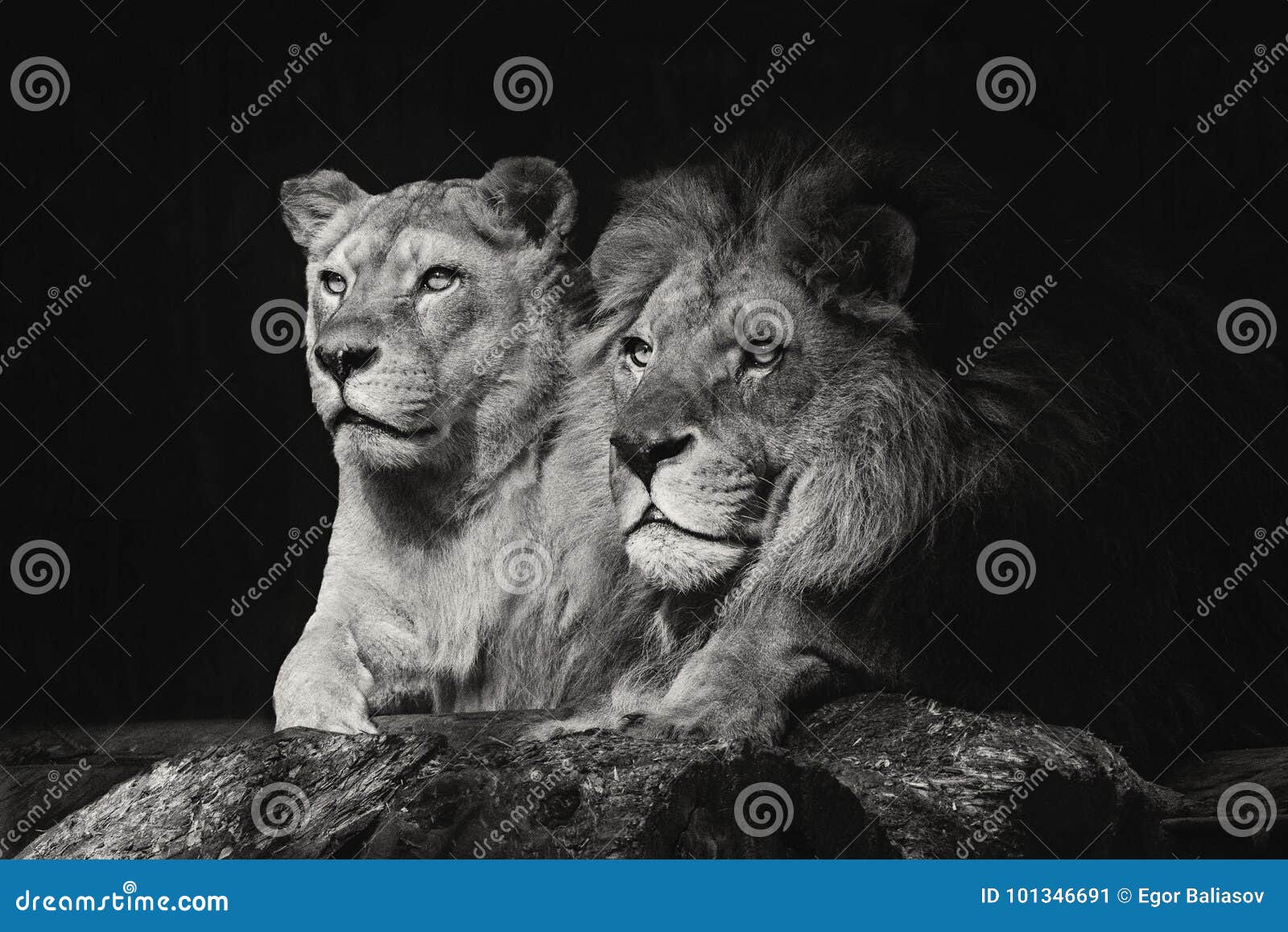 Couple. African lions lie side by side