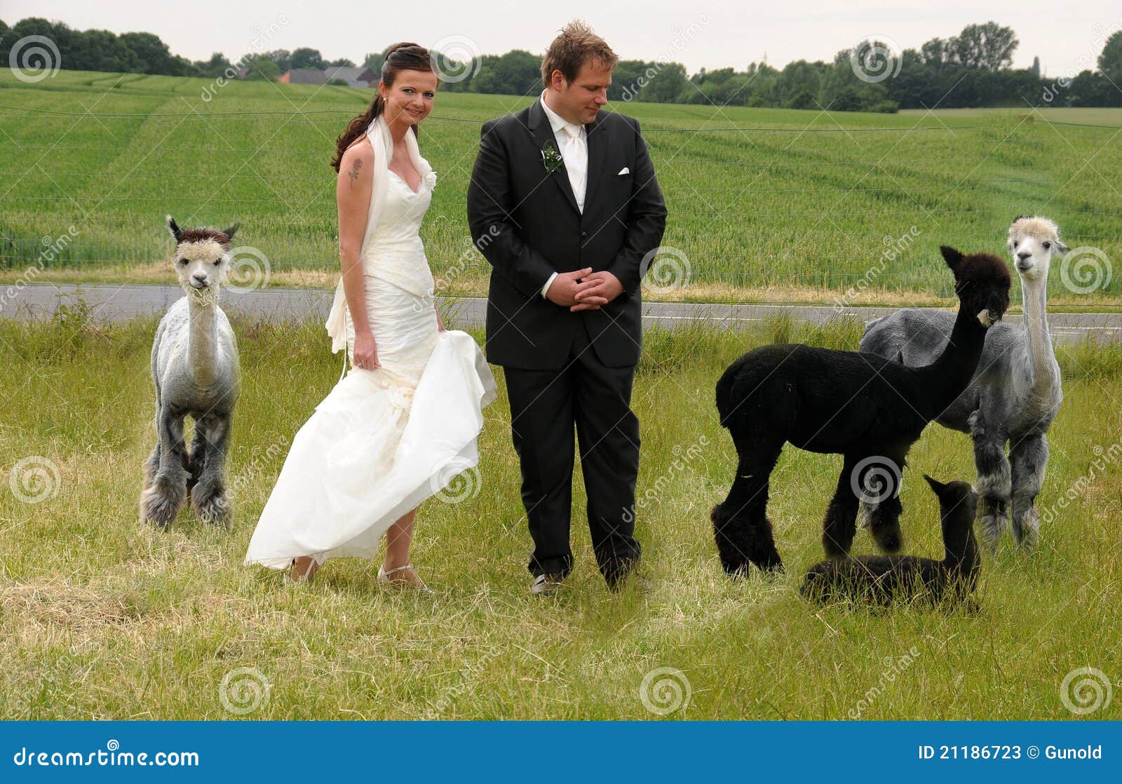 Couple with alpacas. Couple in the field with young alpacas