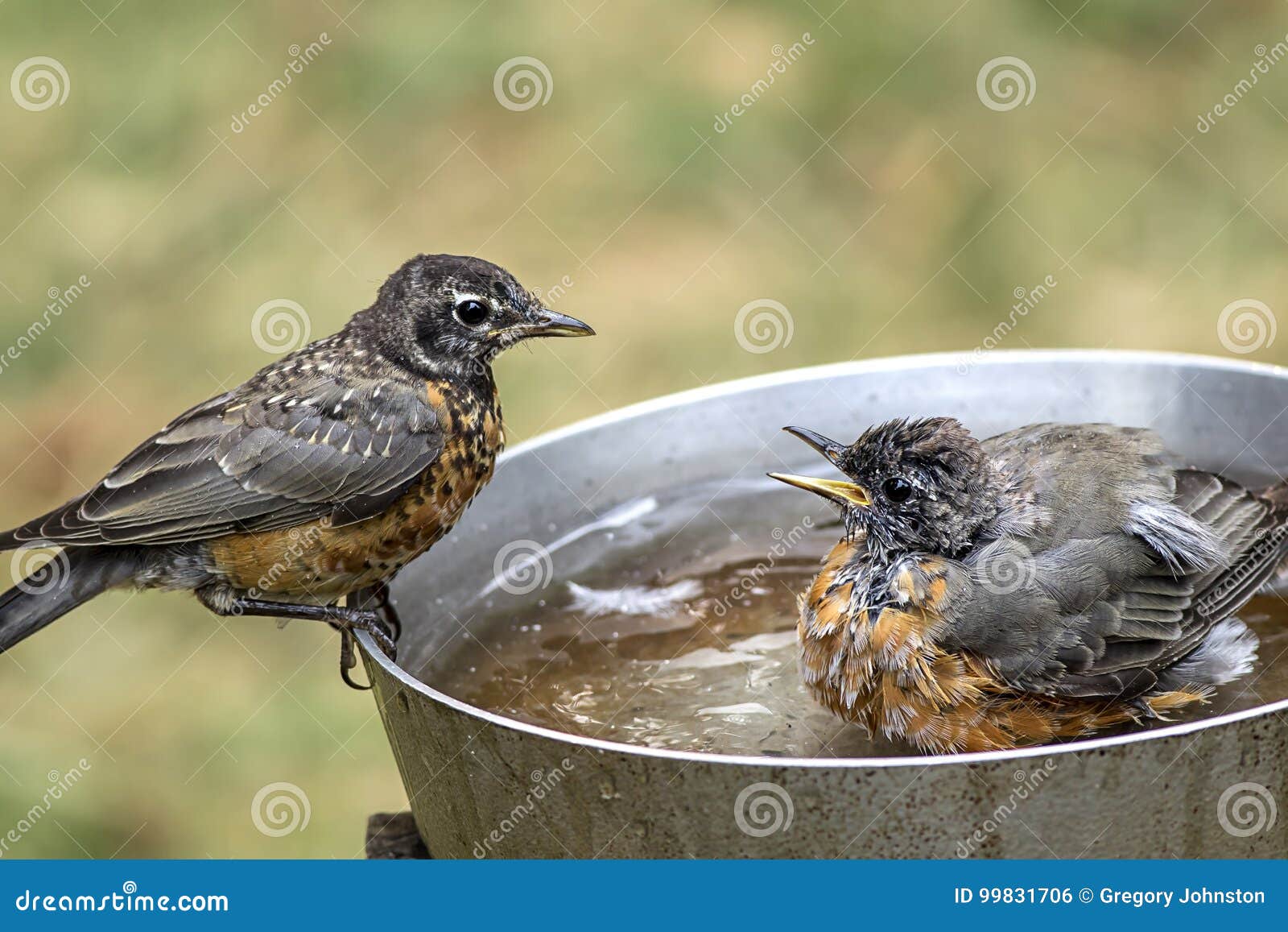 One Robin Chirps at Another. Stock Photo Image of bathing, rest 99831706