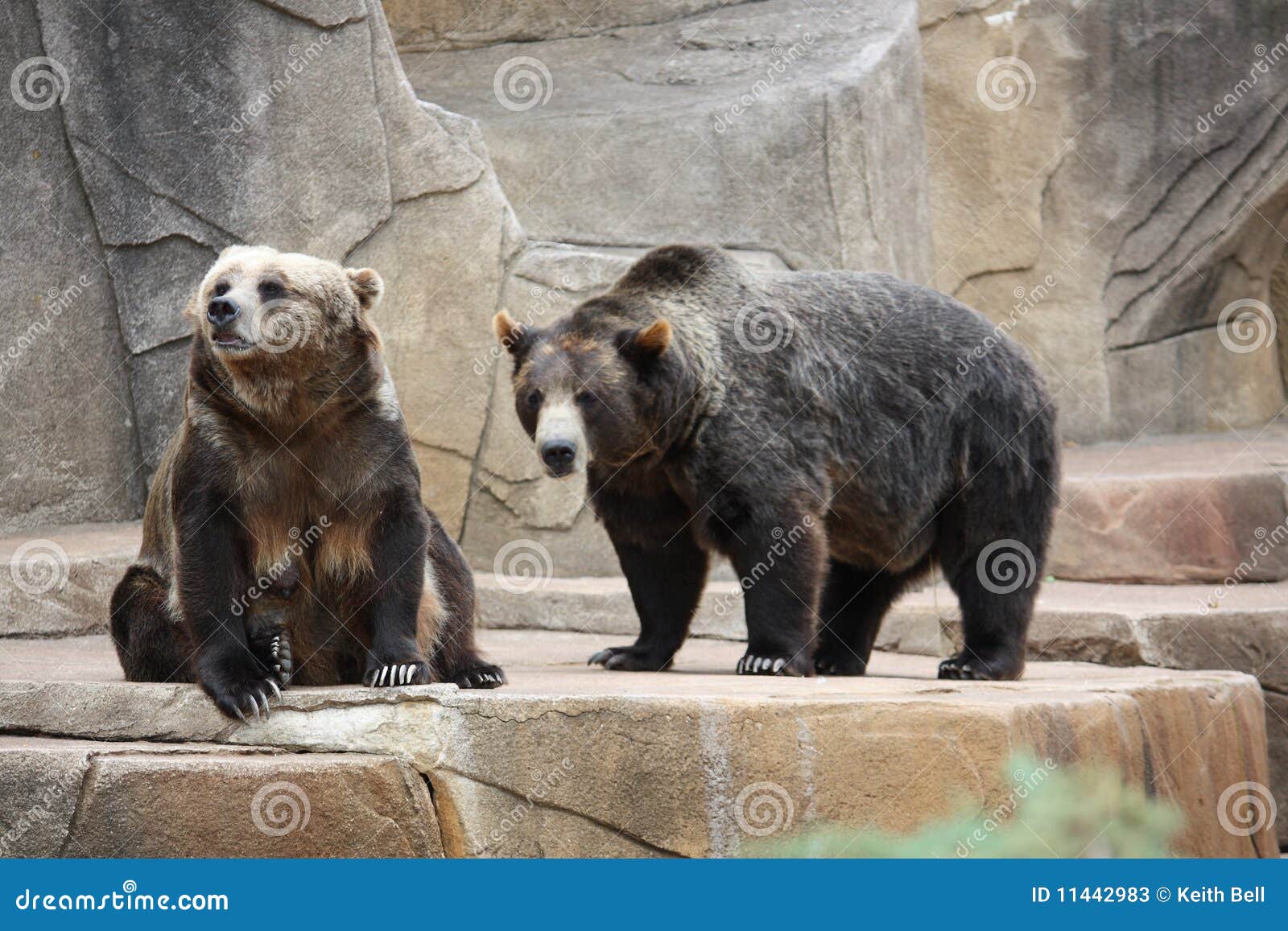 A Couple of Bears stock image. Image of bears, outdoors 11442983