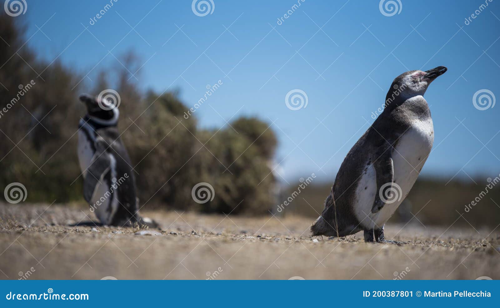 couple of beautiful penguins dwelling free in a natural national park in north patagonia near the city of puerto madryn in