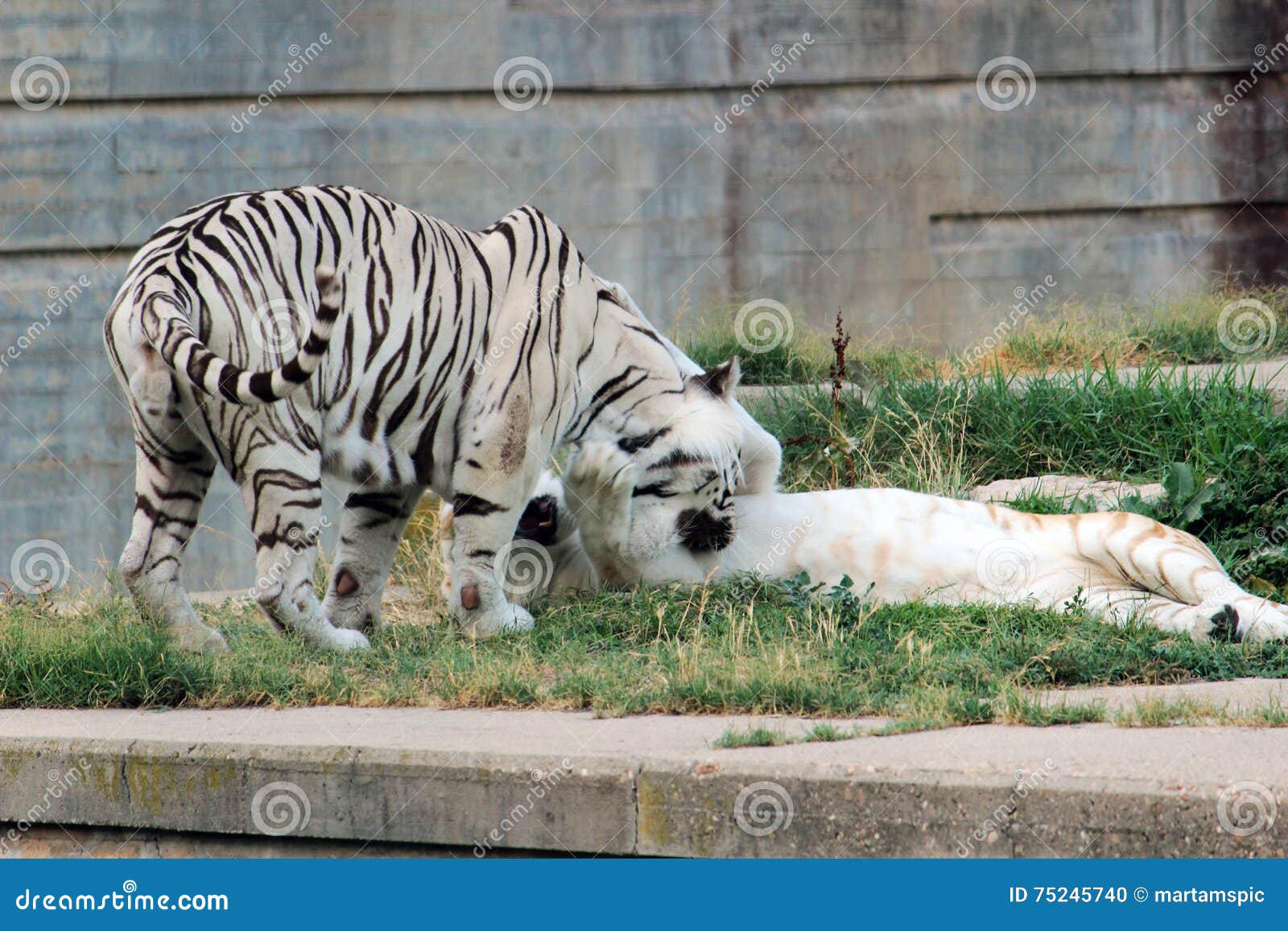 couple of bengal tiger