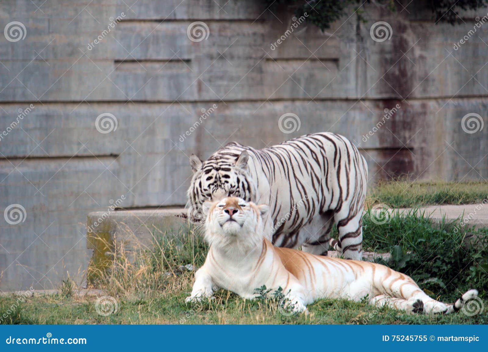 couple of bengal tiger