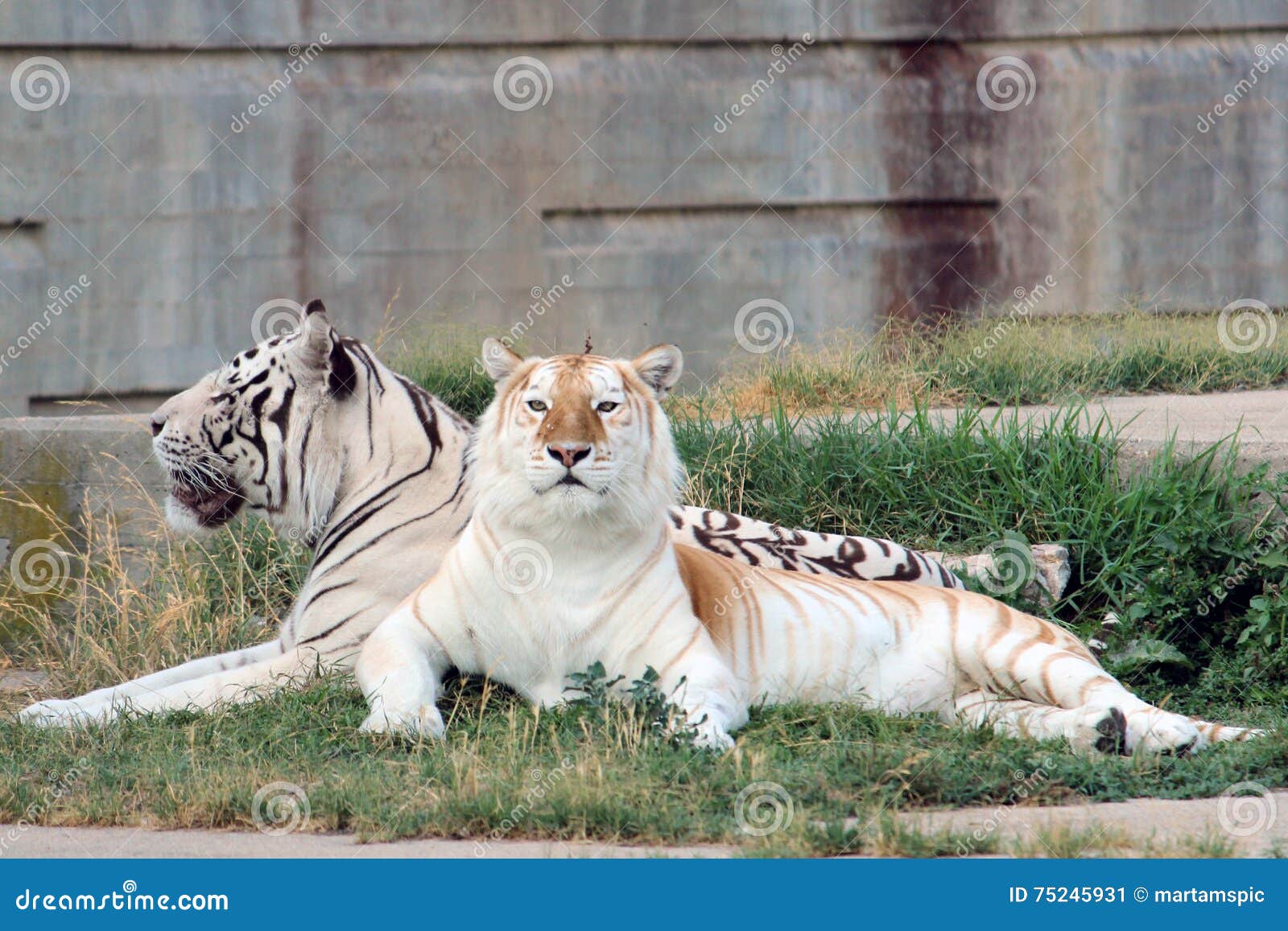 couple of bengal tigers