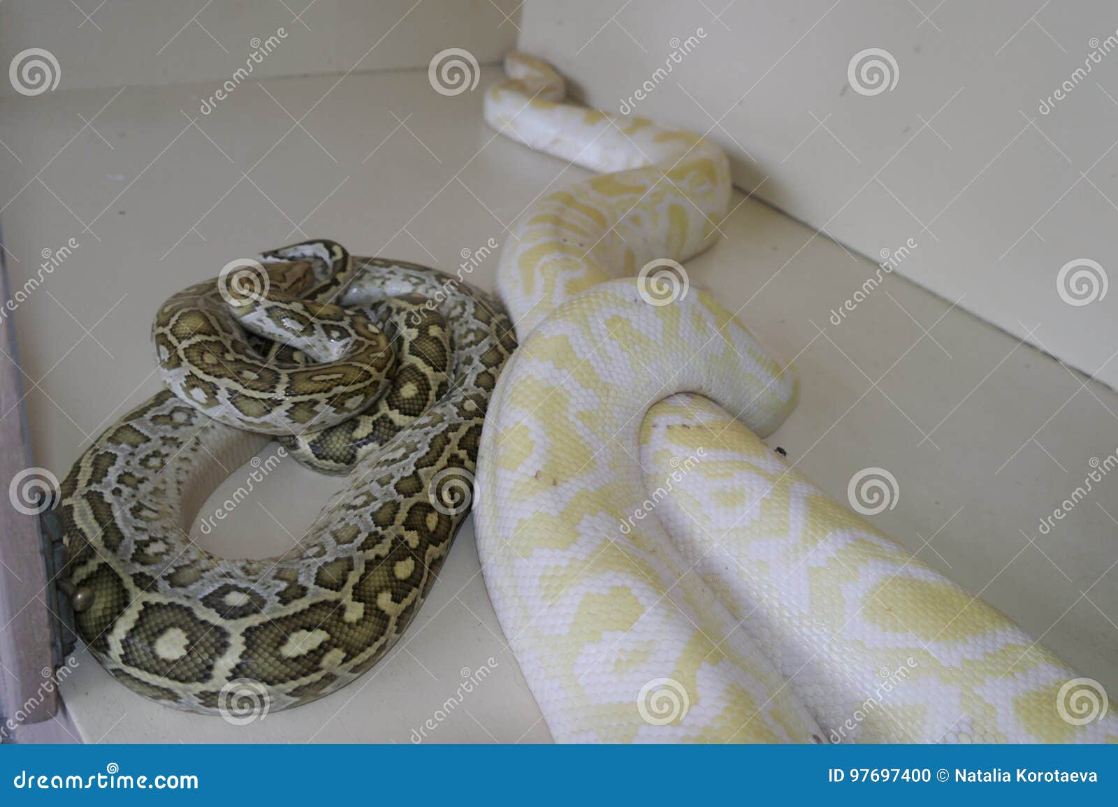 A Couple of Boa Constrictors Stock Photo Image of poisonous, creeping