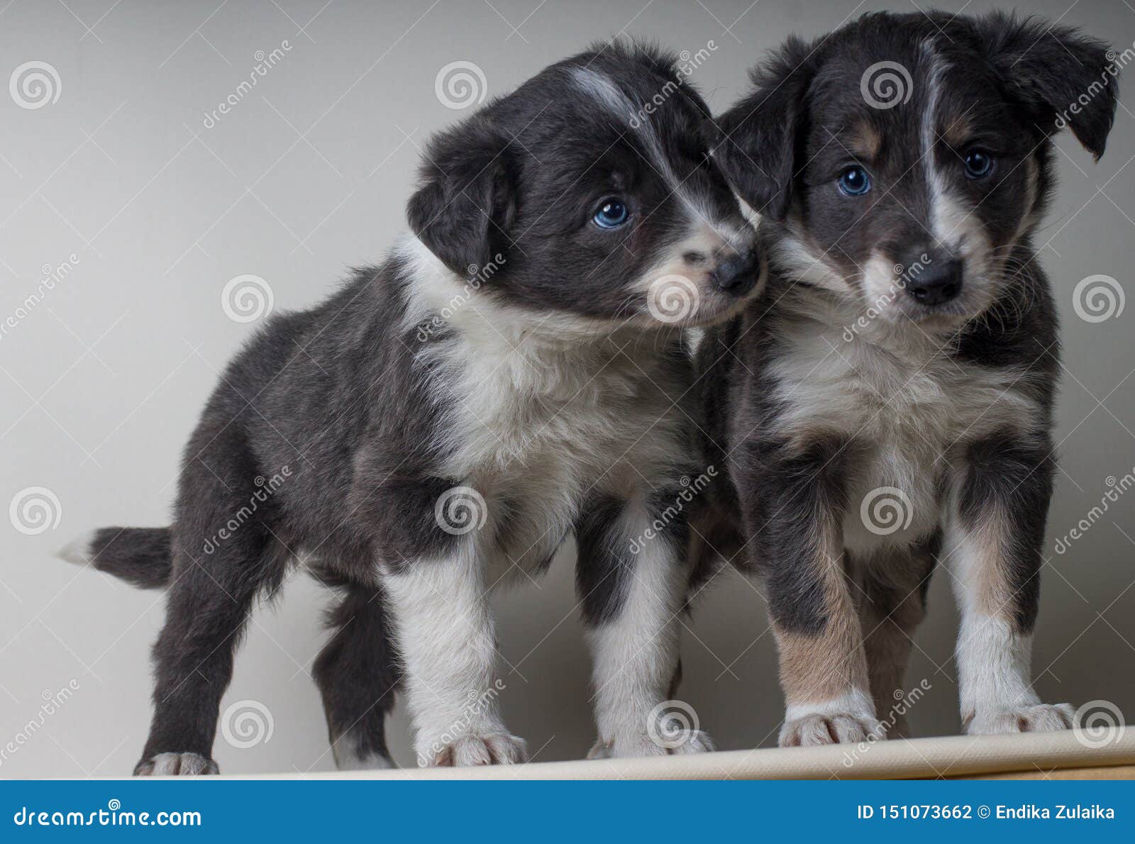 A Couple Of Border Collie Dogs With Blue Eyes Adorable Sheepdgos Brothers Together Stock Photo Image Of Small Collie 151073662