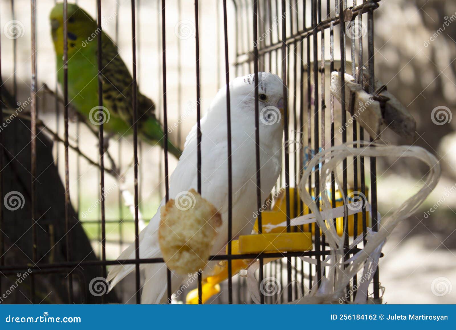 A Couple of Budgies in a Cage Stock Photo Image of birds, natural