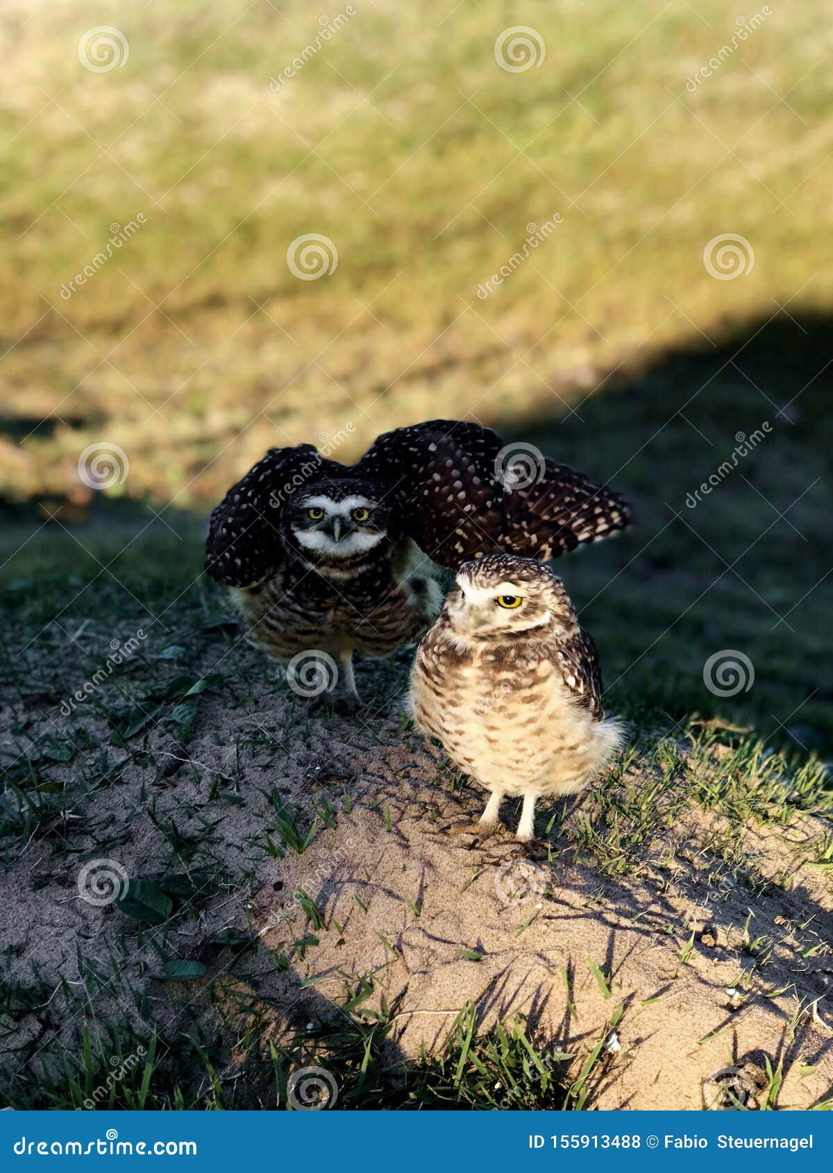 couple of burrowing owls in balneario barra do sul
