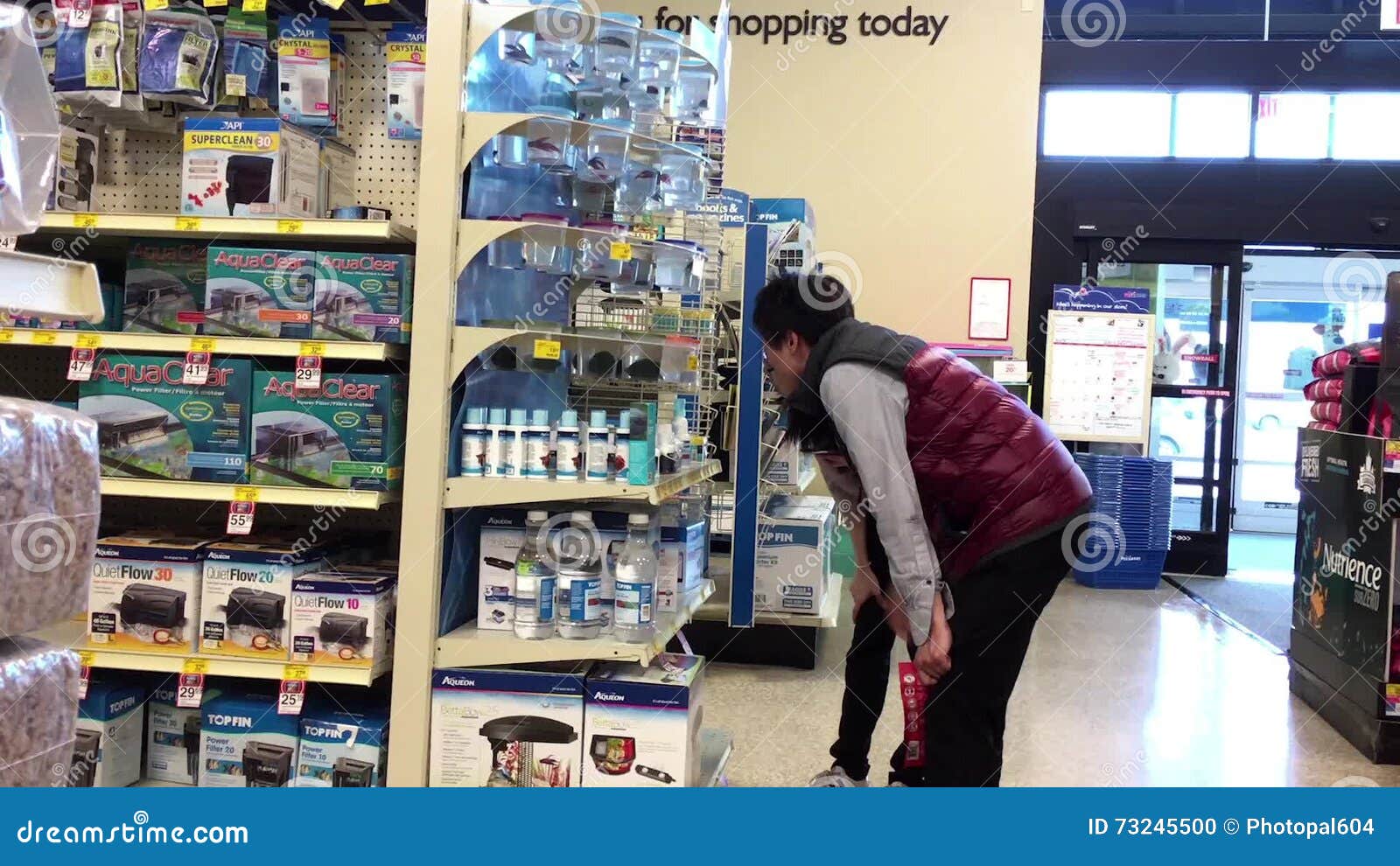 siamese fighting fish petsmart