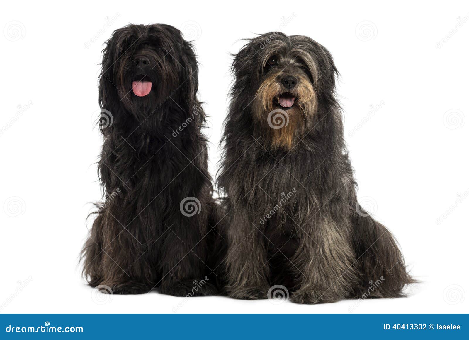 couple of catalan sheepdogs together, panting