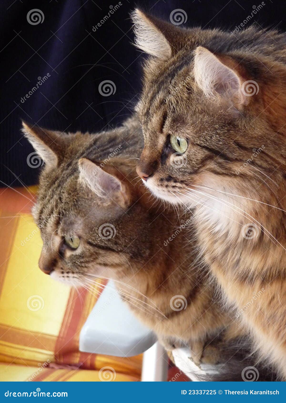 A Couple Of Cats Royalty Free Stock Photo - Image: 23337225