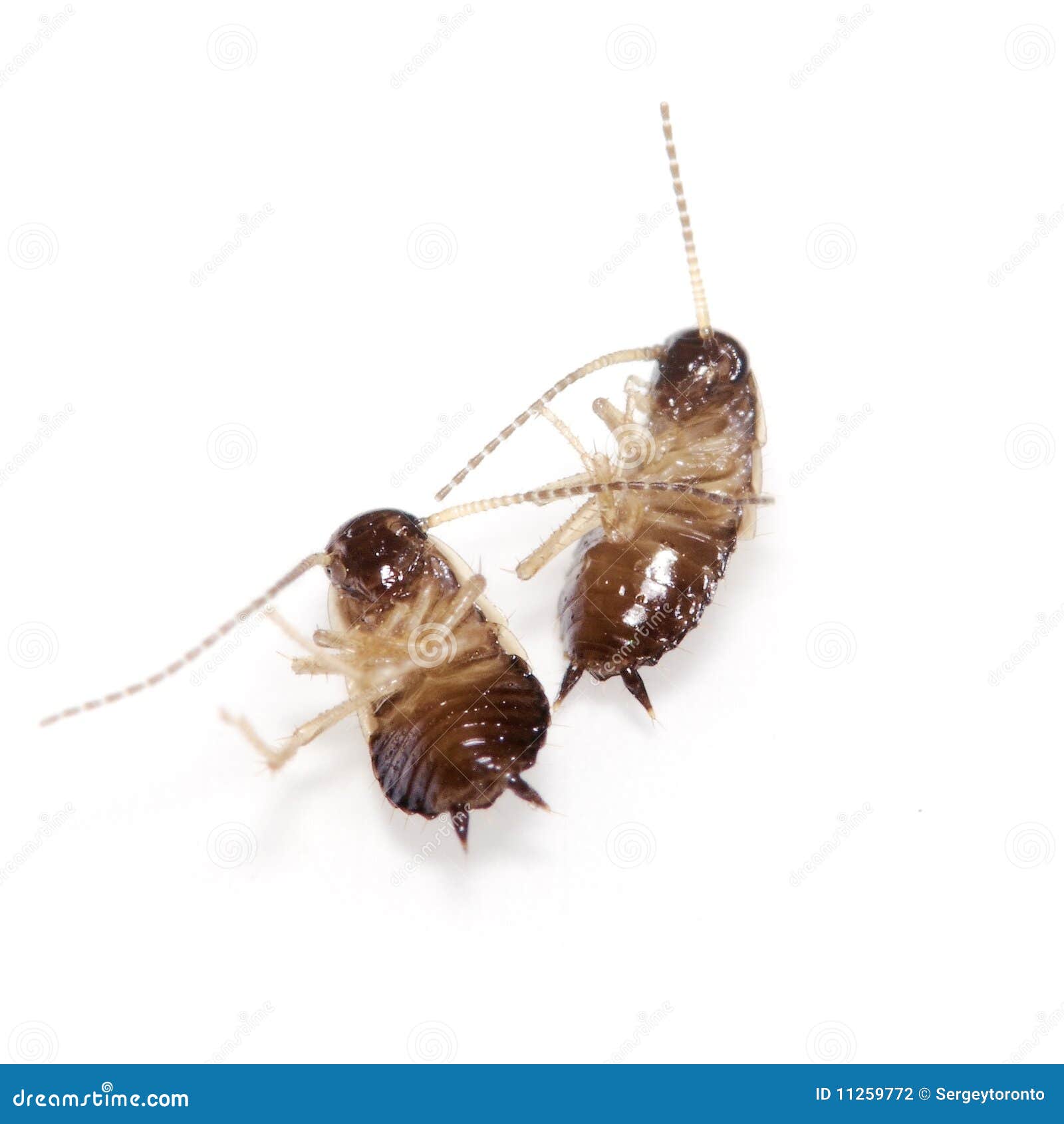 Couple of Cockroaches Isolated on White Stock Photo - Image of closeups ...