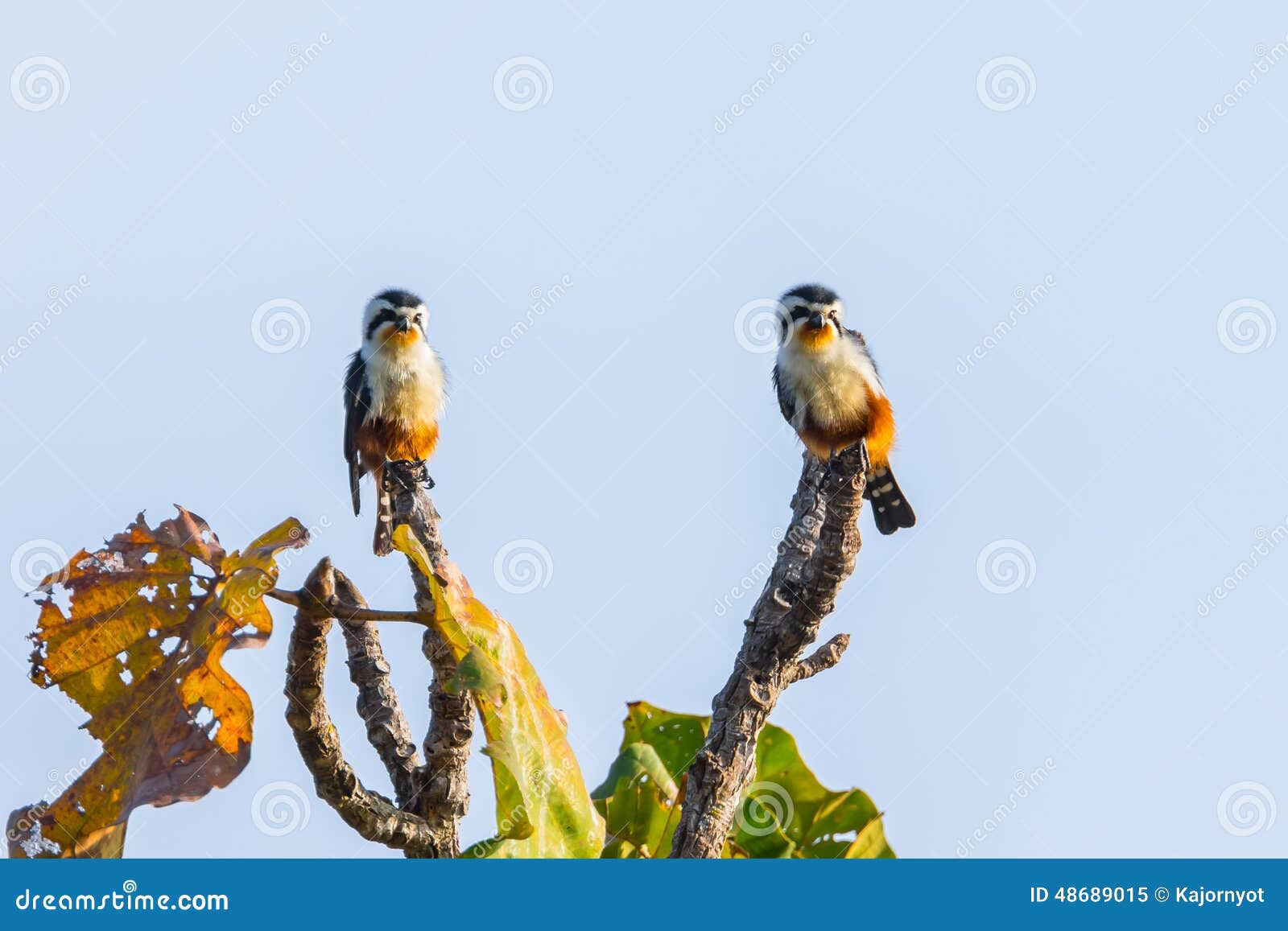 couple of collared falconet (microhierax caerulescens)