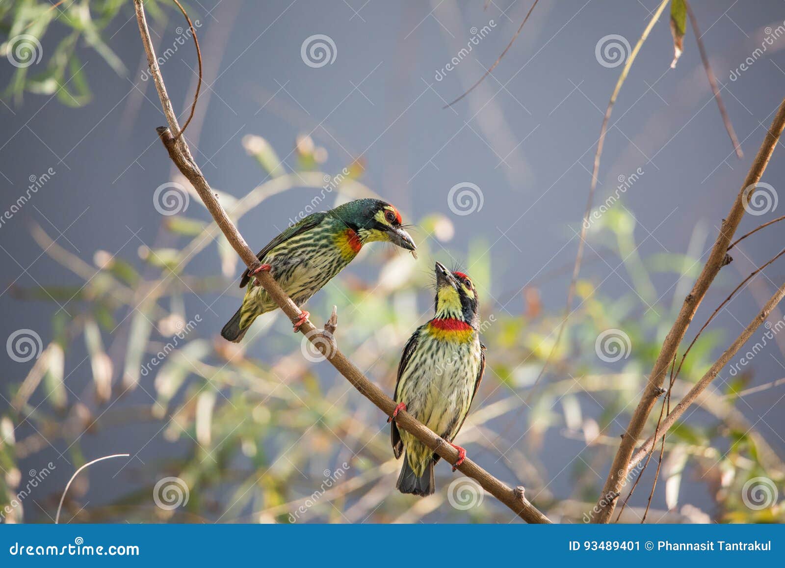 Coppersmith Barbet Royalty-Free Stock Image