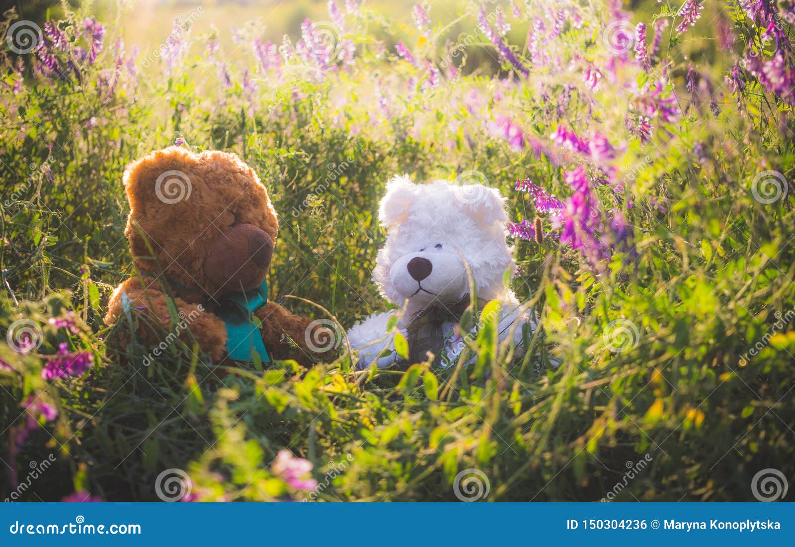 Couple of Cute Teddy Bears in Love on a Sunny Summer Meadow Stock ...