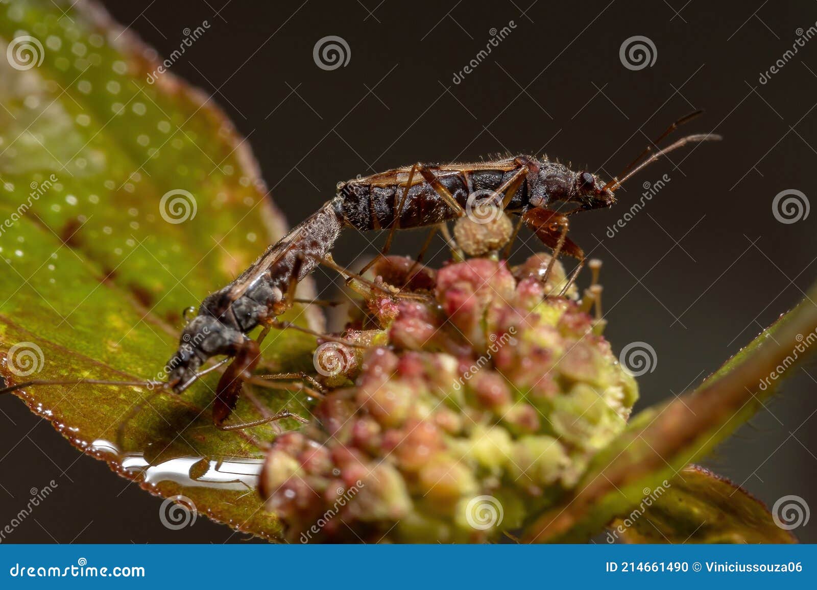 couple of  dirt-colored seed bugs