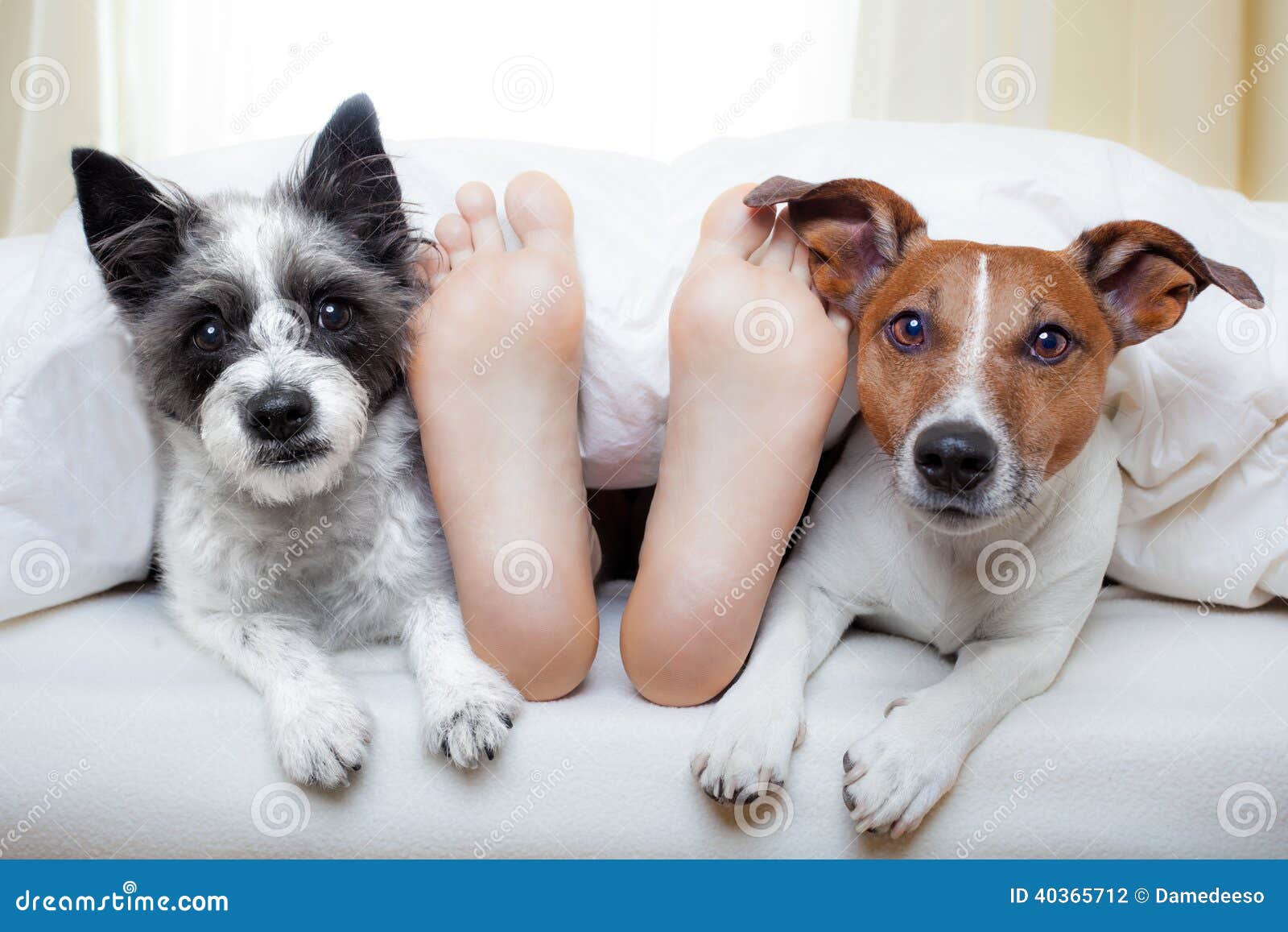 Couple of dogs and owner stock photo. Image of domesticated 40365712