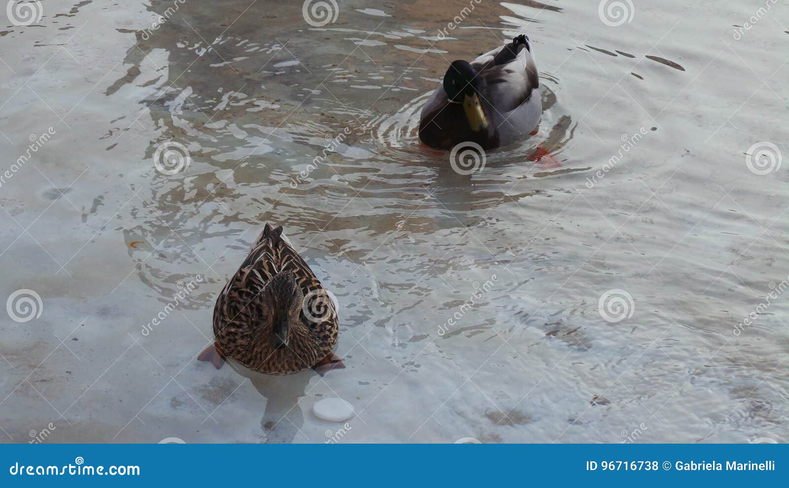 couple of ducks swimming in the water