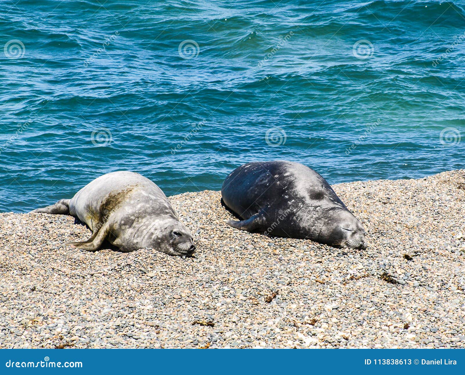 couple of elephant seal resting on the beach