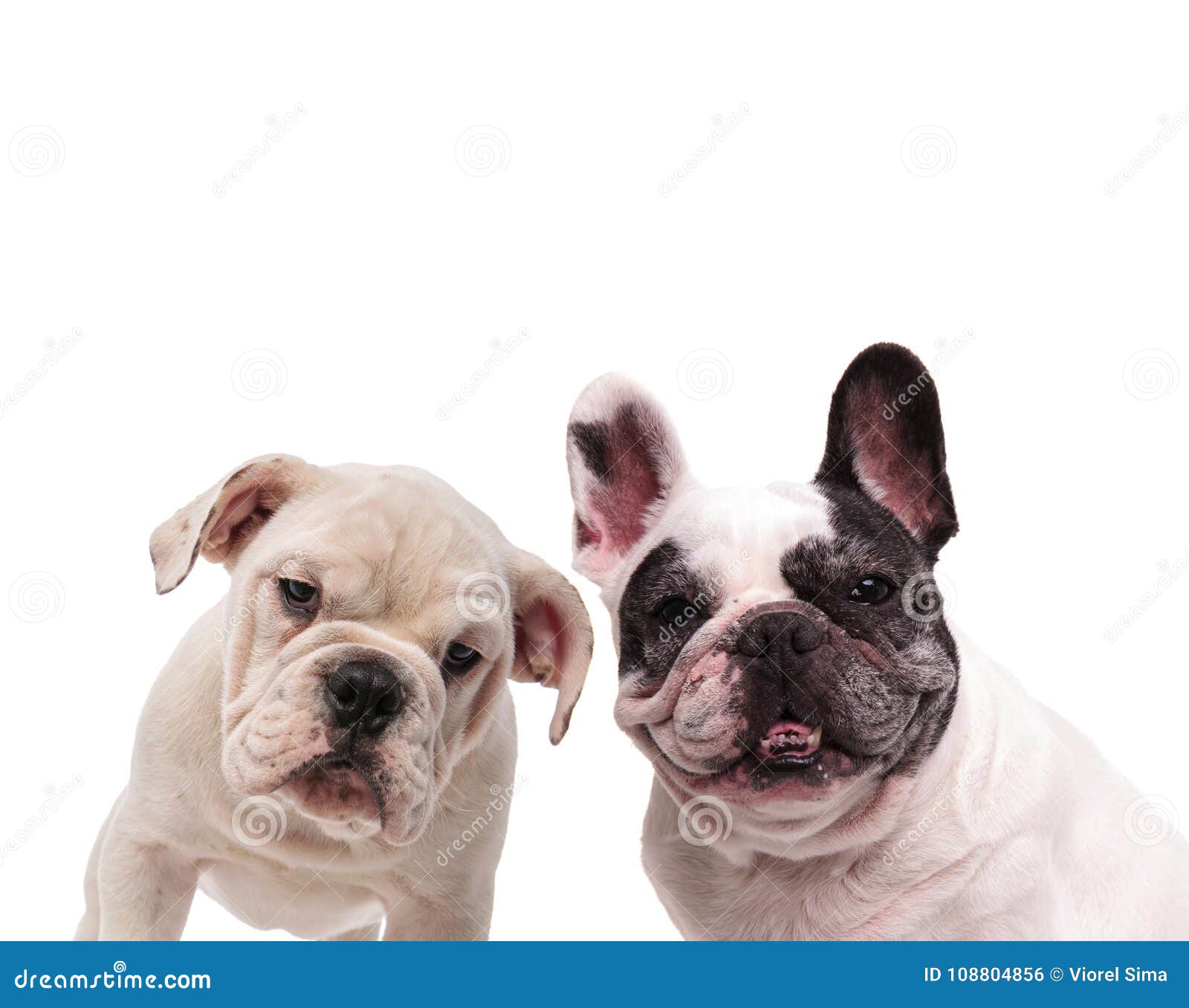 Couple of English and French Bulldogs Standing Together Stock Photo ...