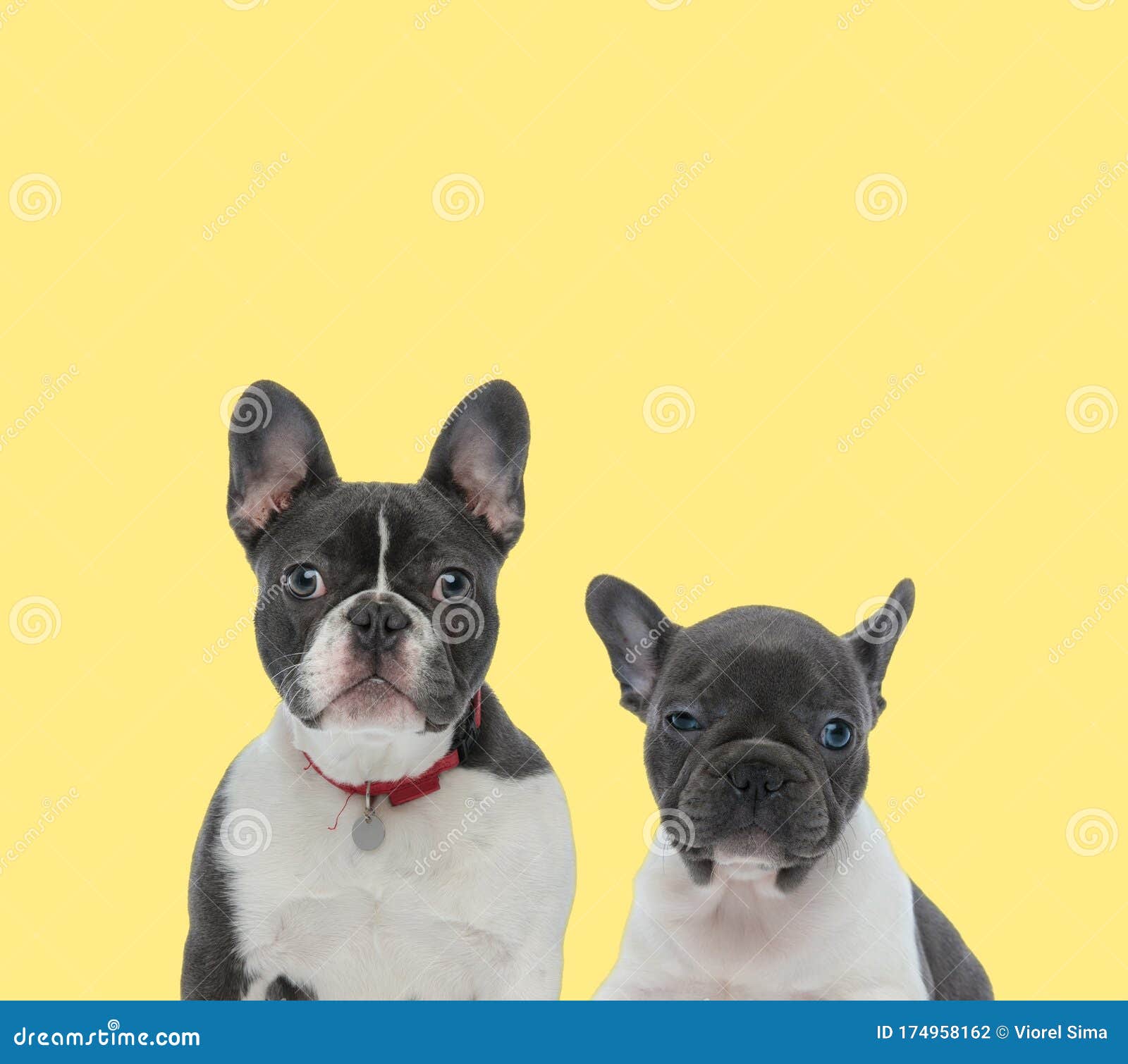 Couple Of French Bulldog Dogs Wearing Red Collar Stock