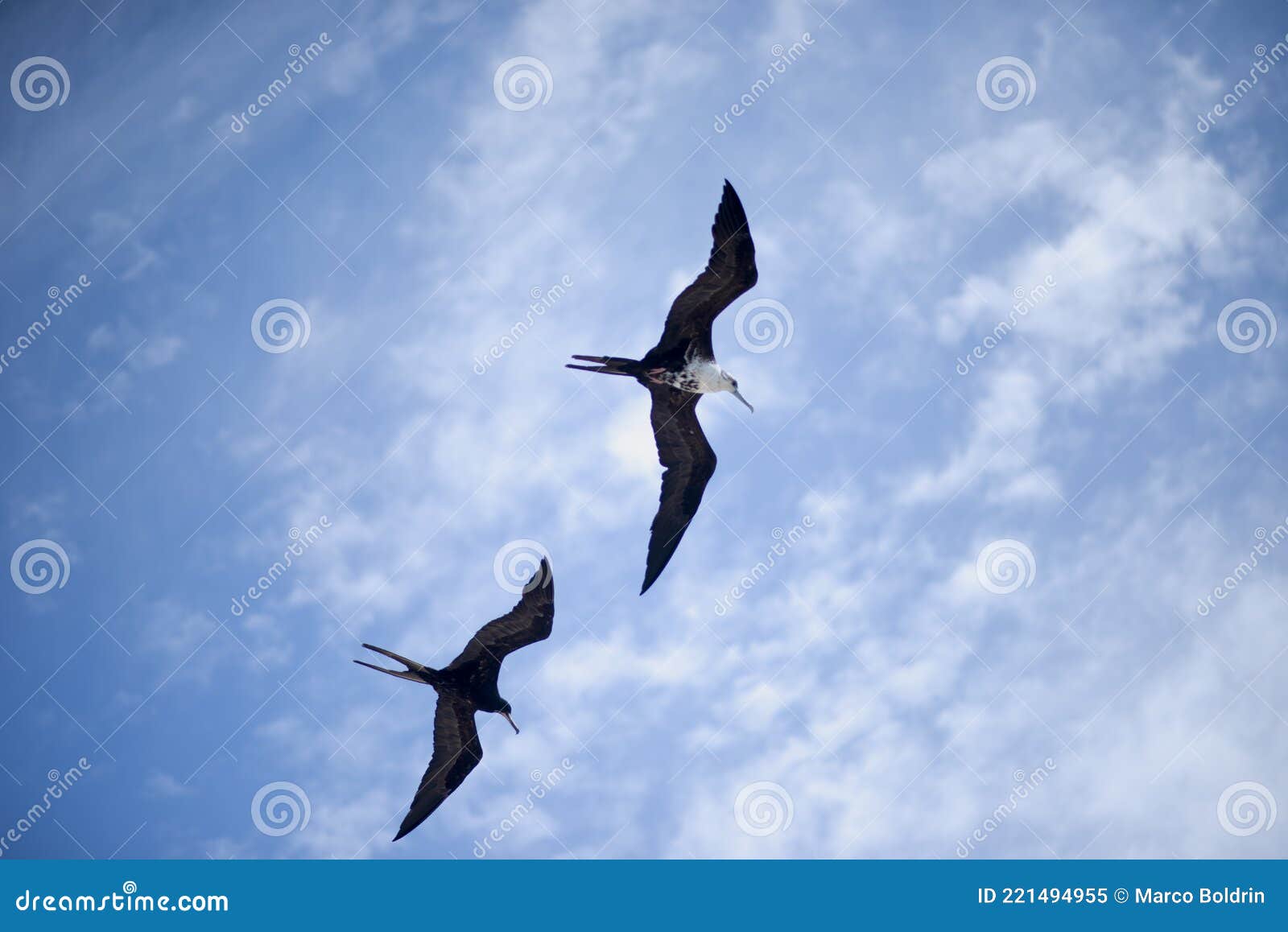 a couple of frigate bird in flight, mexico