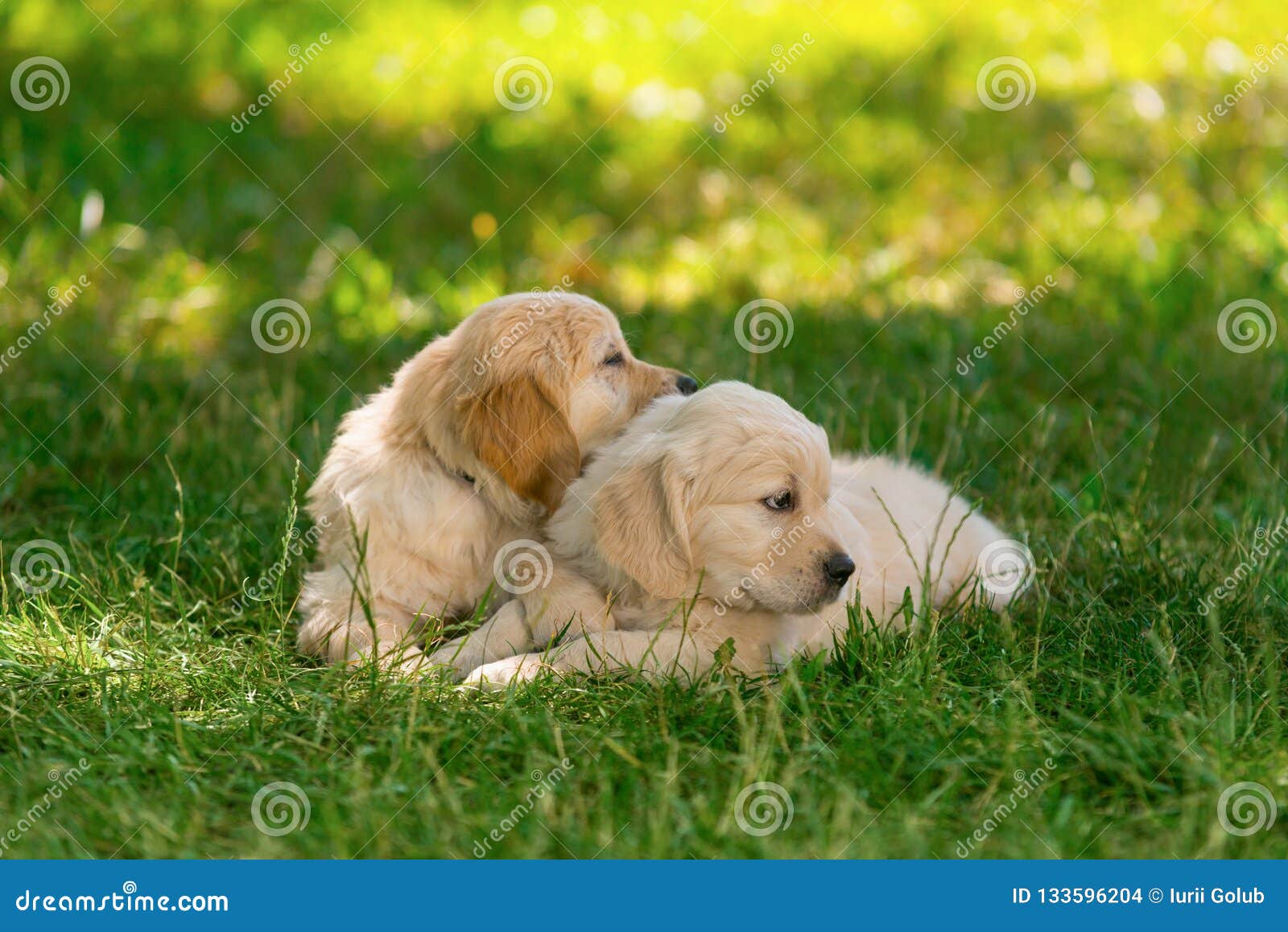 golden retriever puppies cuddling