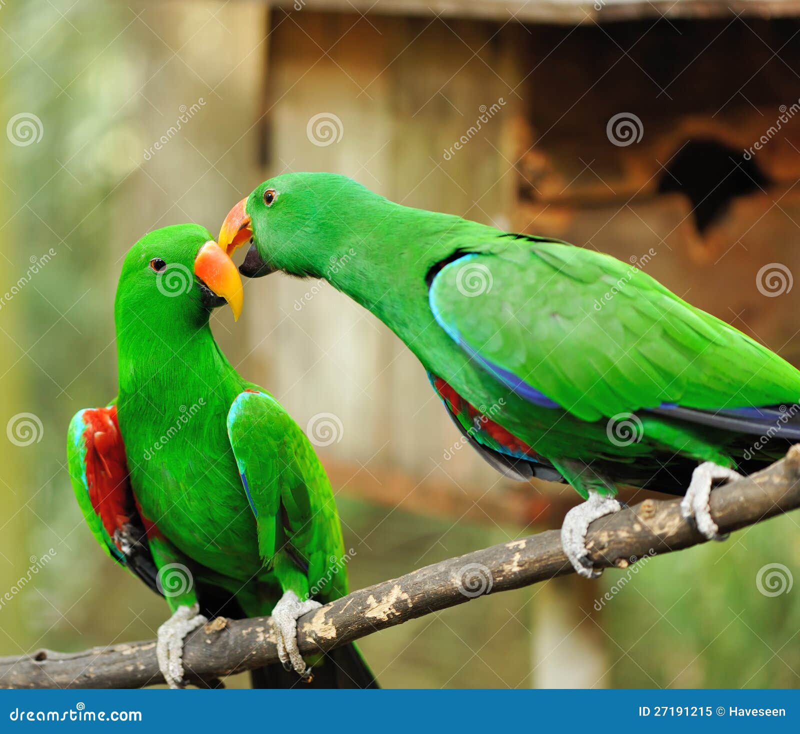 4,144 Couple Green Parrot Stock Photos - Free & Royalty-Free Stock Photos  from Dreamstime