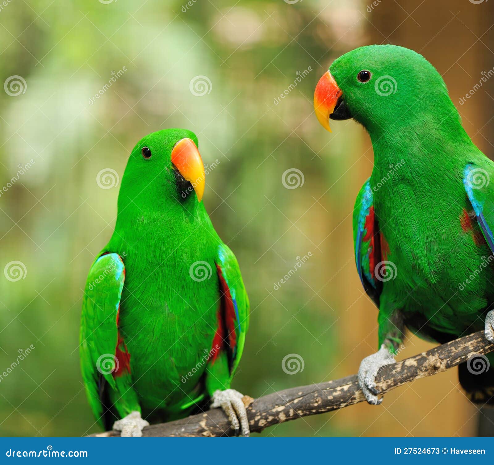 4,255 Couple Green Parrot Stock Photos - Free & Royalty-Free Stock ...