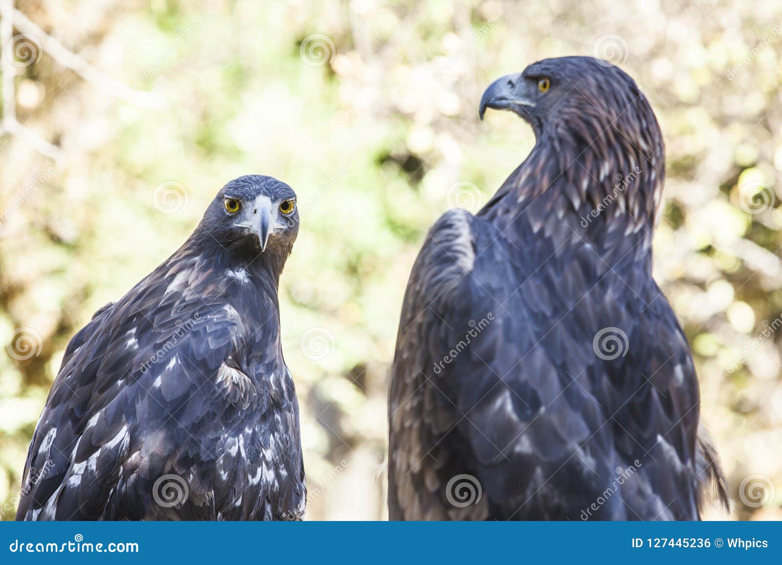 couple of iberian golden eagles or aquila chrysaetos