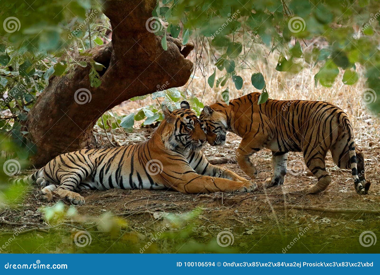 couple of indian tiger, male in left, female in right, first rain, wild animal, nature habitat, ranthambore, india. big cat, endan