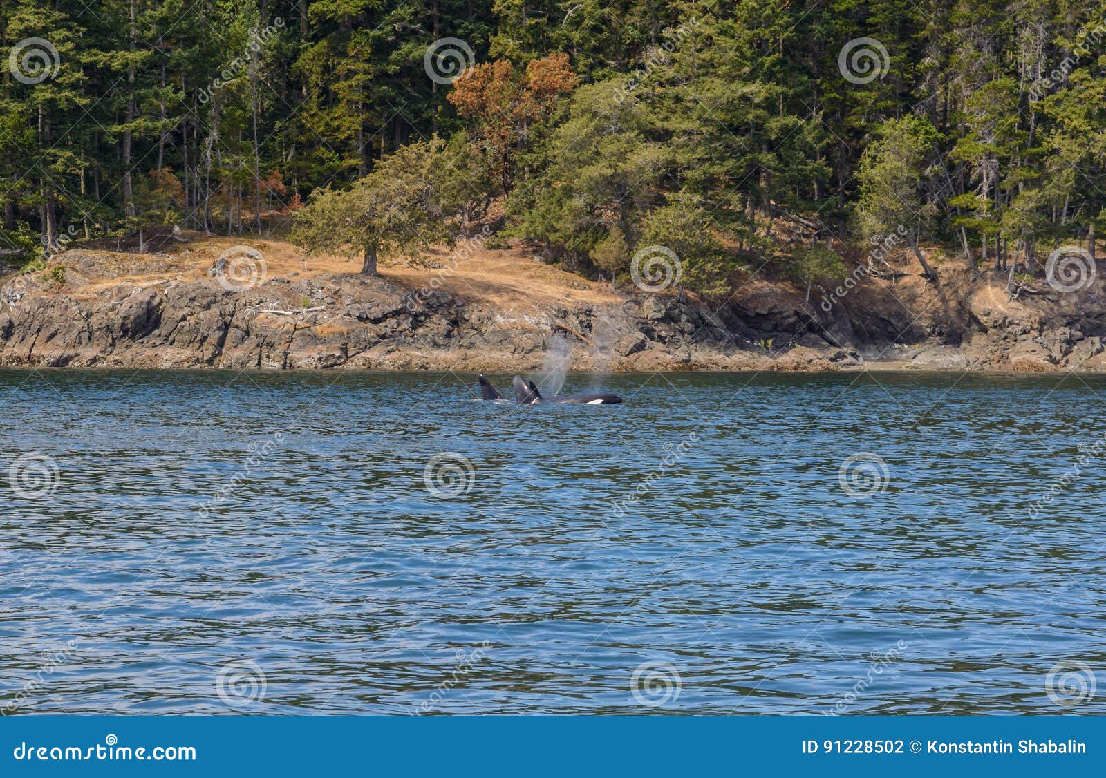 A couple of killer whales sail. A couple of killer whales sail along the Pacific coast of Canada.