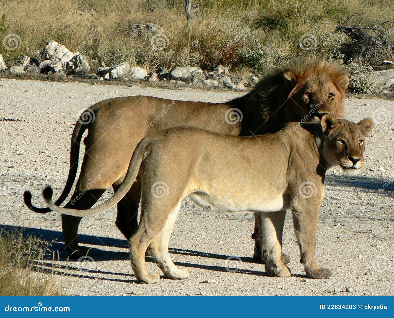 couple of lions