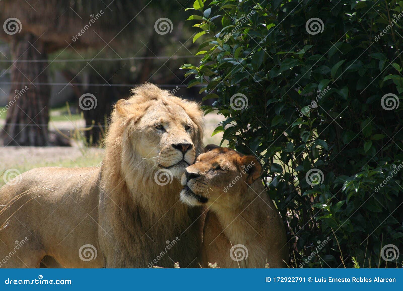 Couple of Lions Wild Life Animals in Jungle Zoo Stock Image - Image of  male, savannas: 172922791