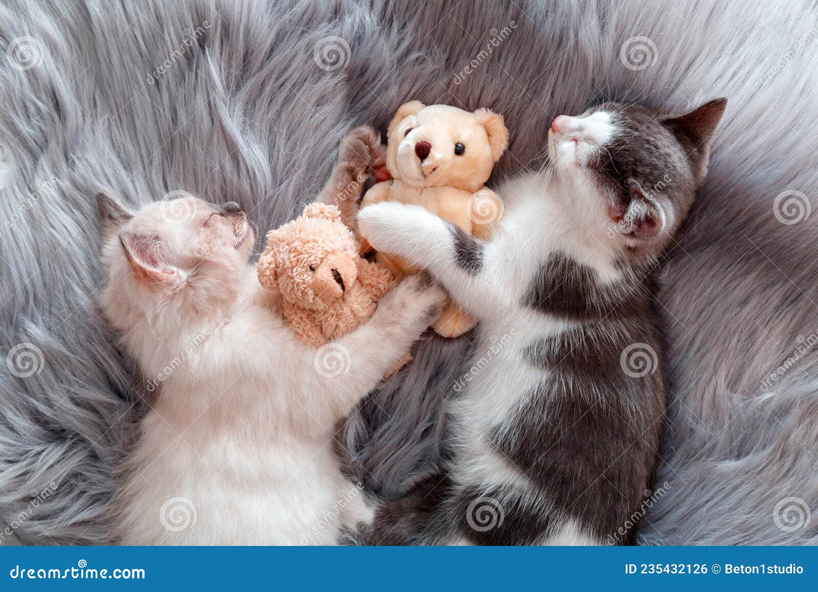 Couple Little Happy Cute Kittens in Love Sleep Nap Together ...