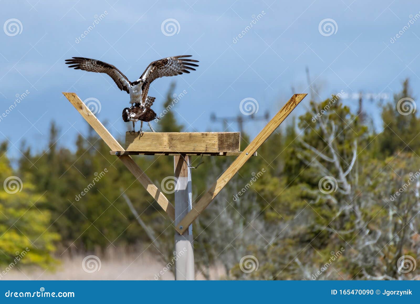 couple of male and female ospreys