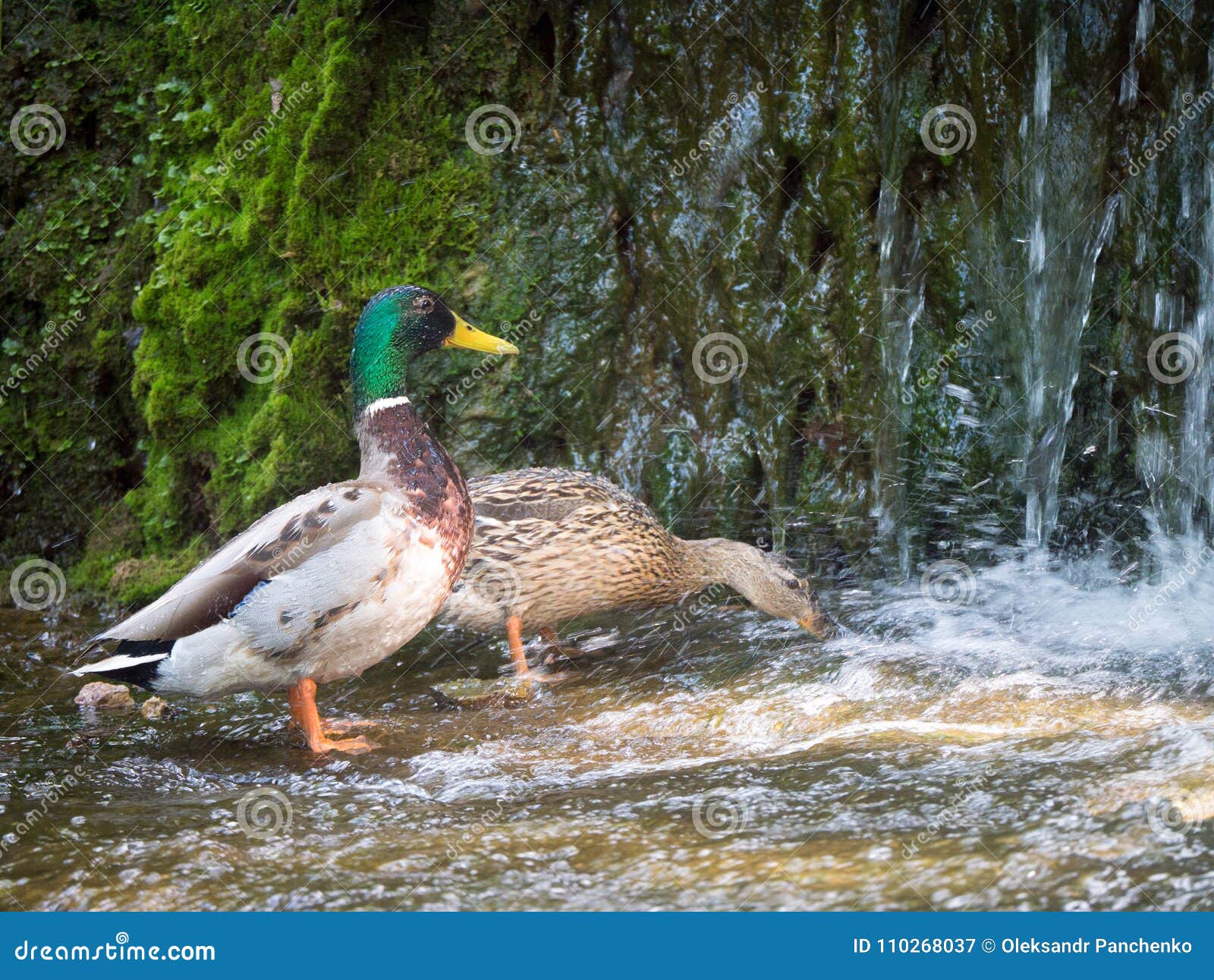 Couple Mallard Ducks Eating in the Water Near Waterfall Stock Image